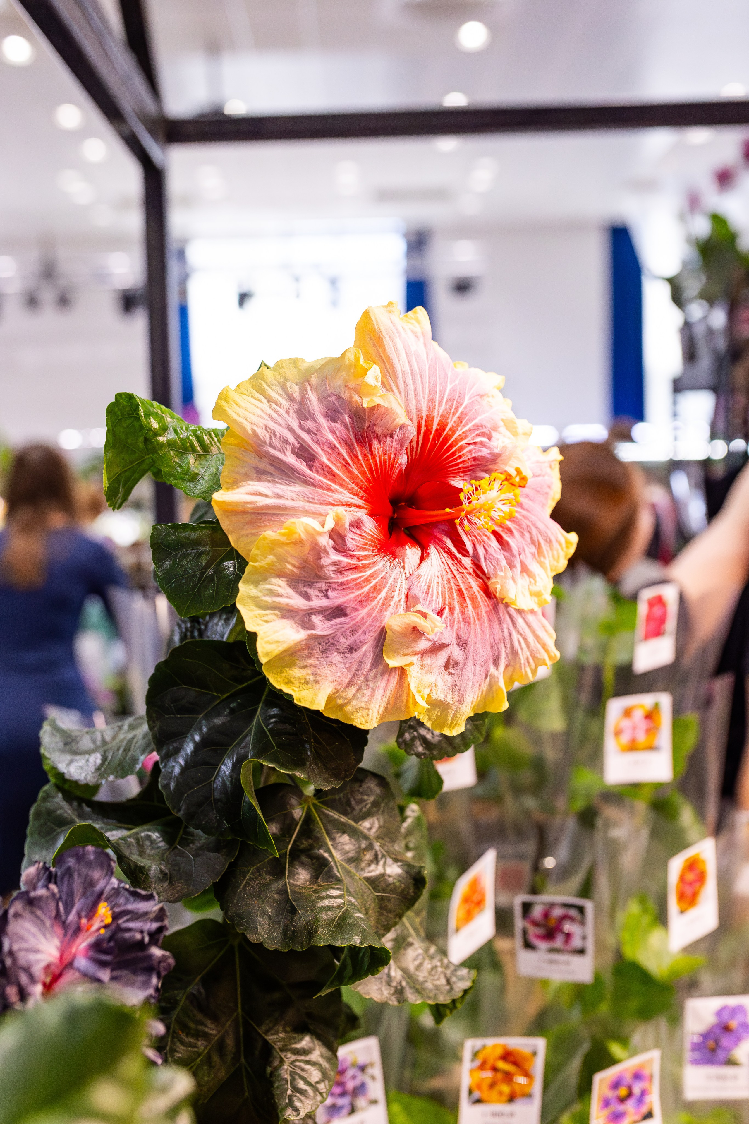 Орхидиум сентябрь 2025. Александра Куликова фотограф, Москва