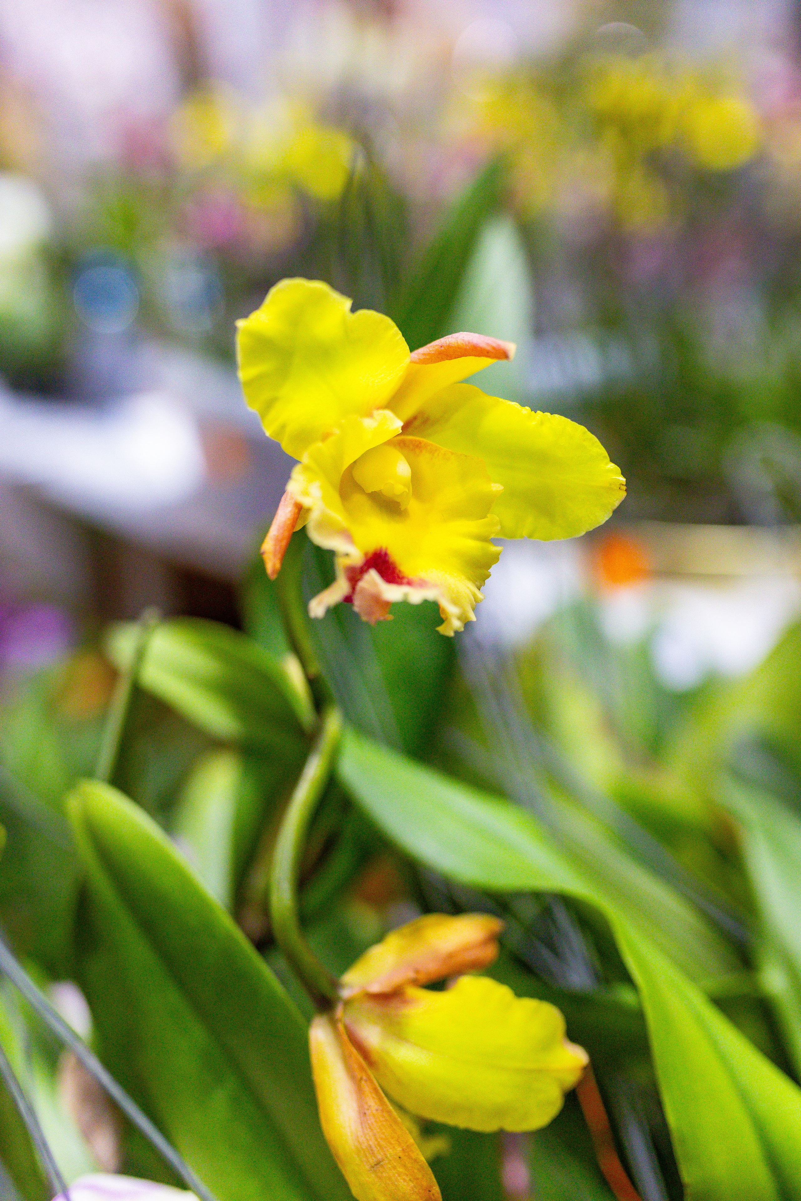 Орхидиум сентябрь 2025. Александра Куликова фотограф, Москва