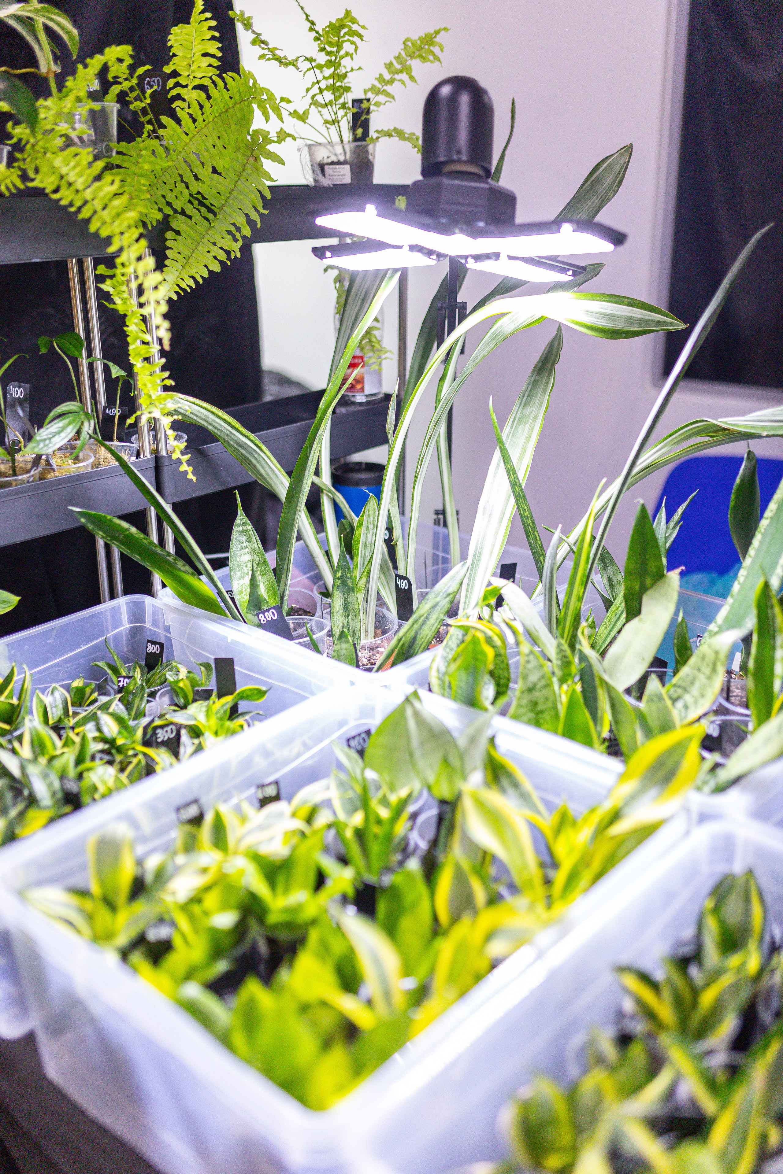 Монстериум 11–12 октября. Александра Куликова фотограф, Москва