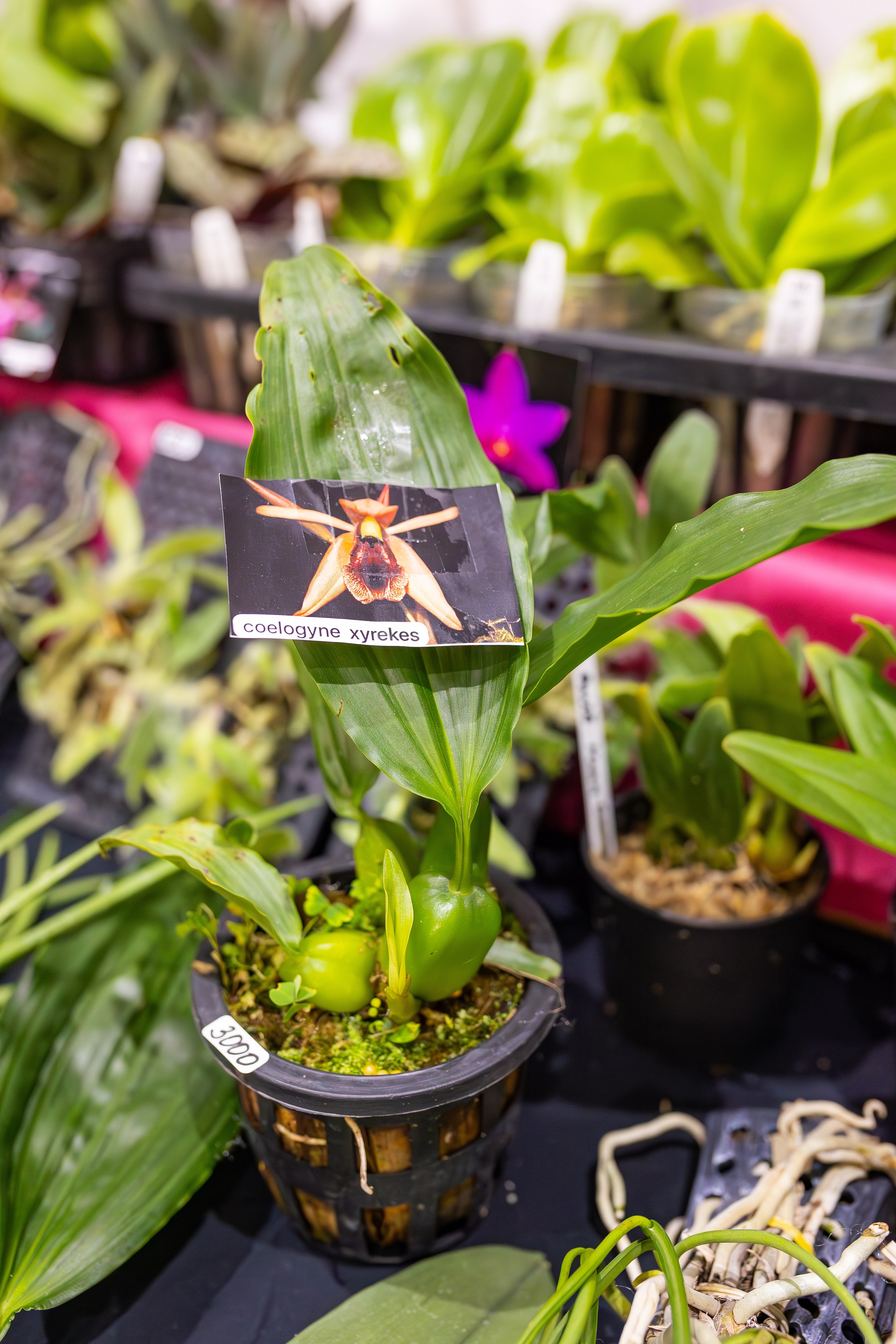 Орхидиум сентябрь 2025. Александра Куликова фотограф, Москва