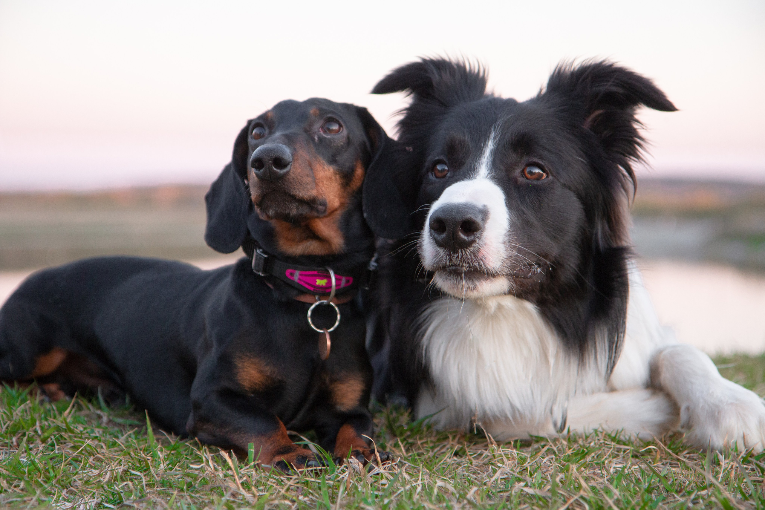 Фотосъёмка животных. Предметный и репортажный фотограф Алексей Кротов