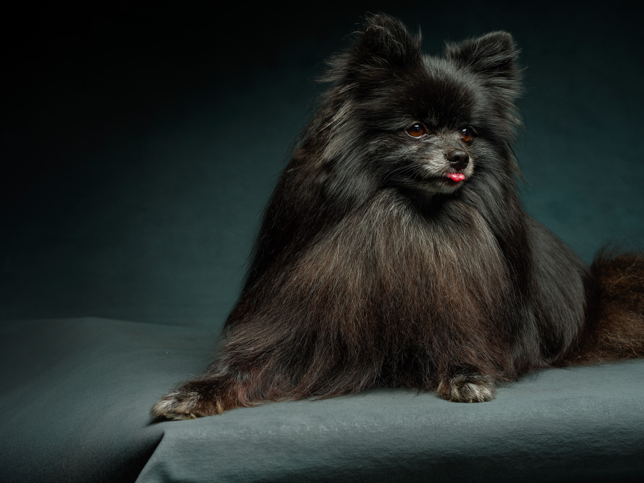 Съёмка домашних питомцев. Фото & Видео студия XIMIYA