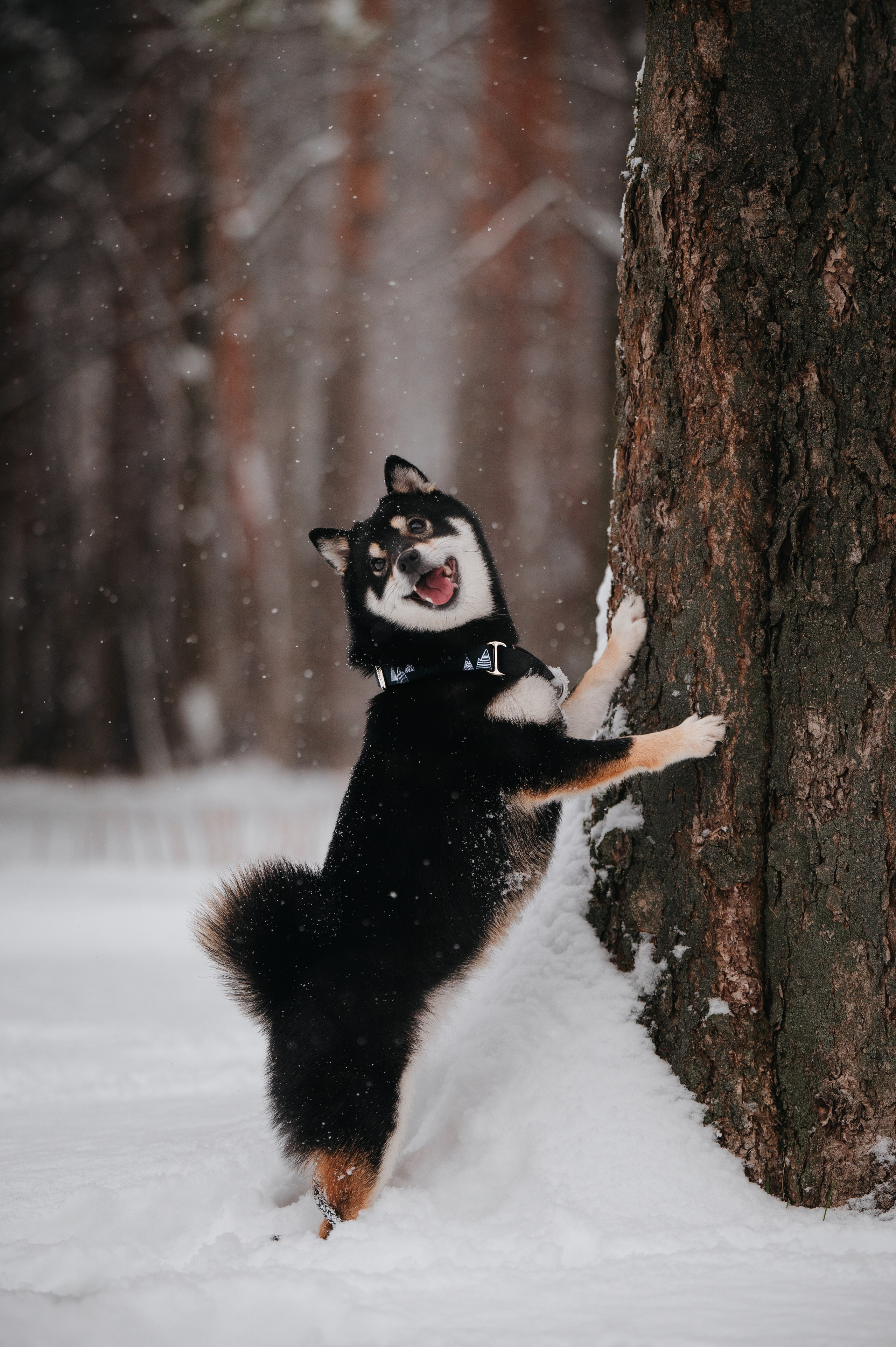 Bender&Frai. Зимняя коллекция. Семейный фотограф анималист Ананьева Мария — Москва