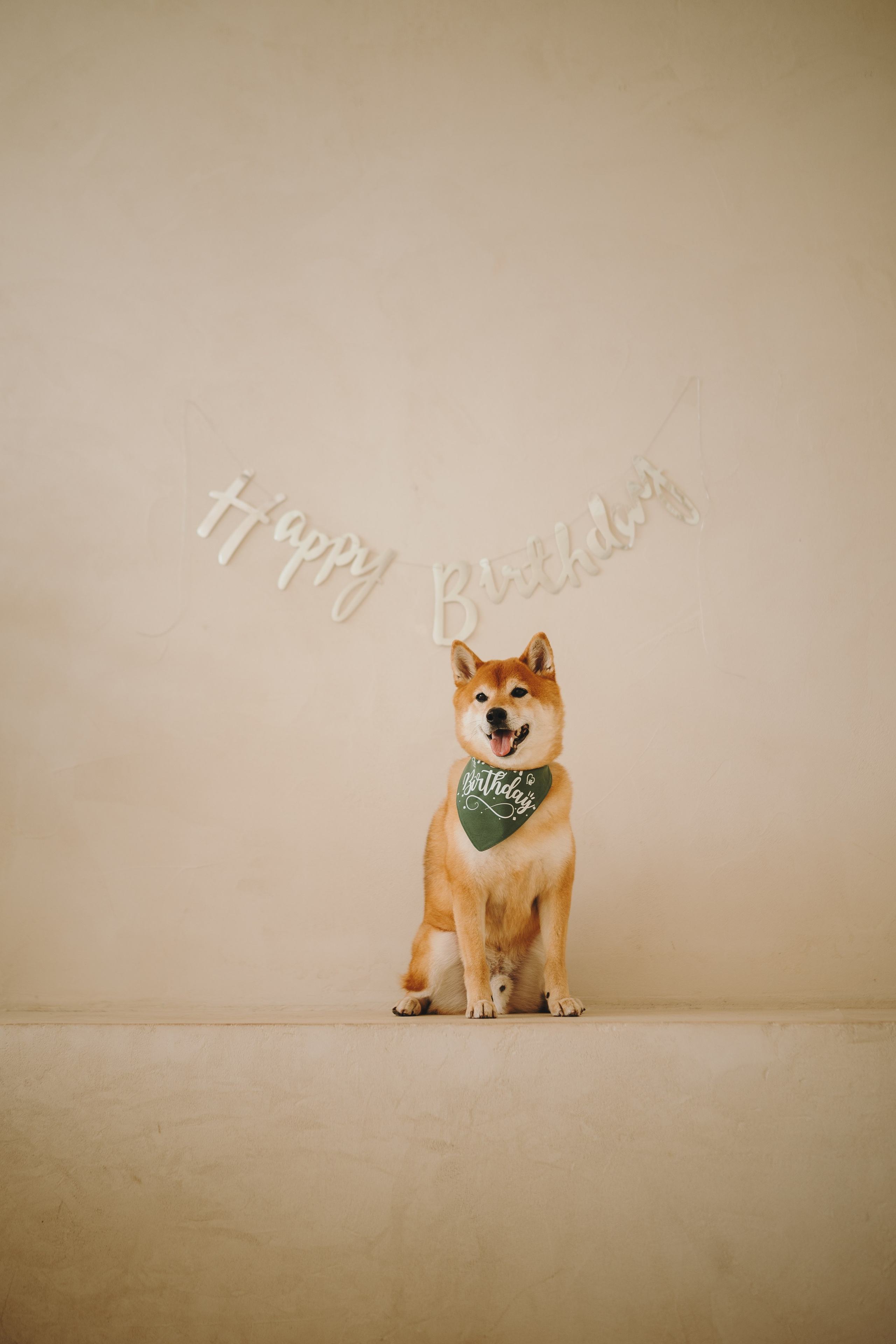 День рождения Кексика. Семейный фотограф анималист Ананьева Мария — Москва