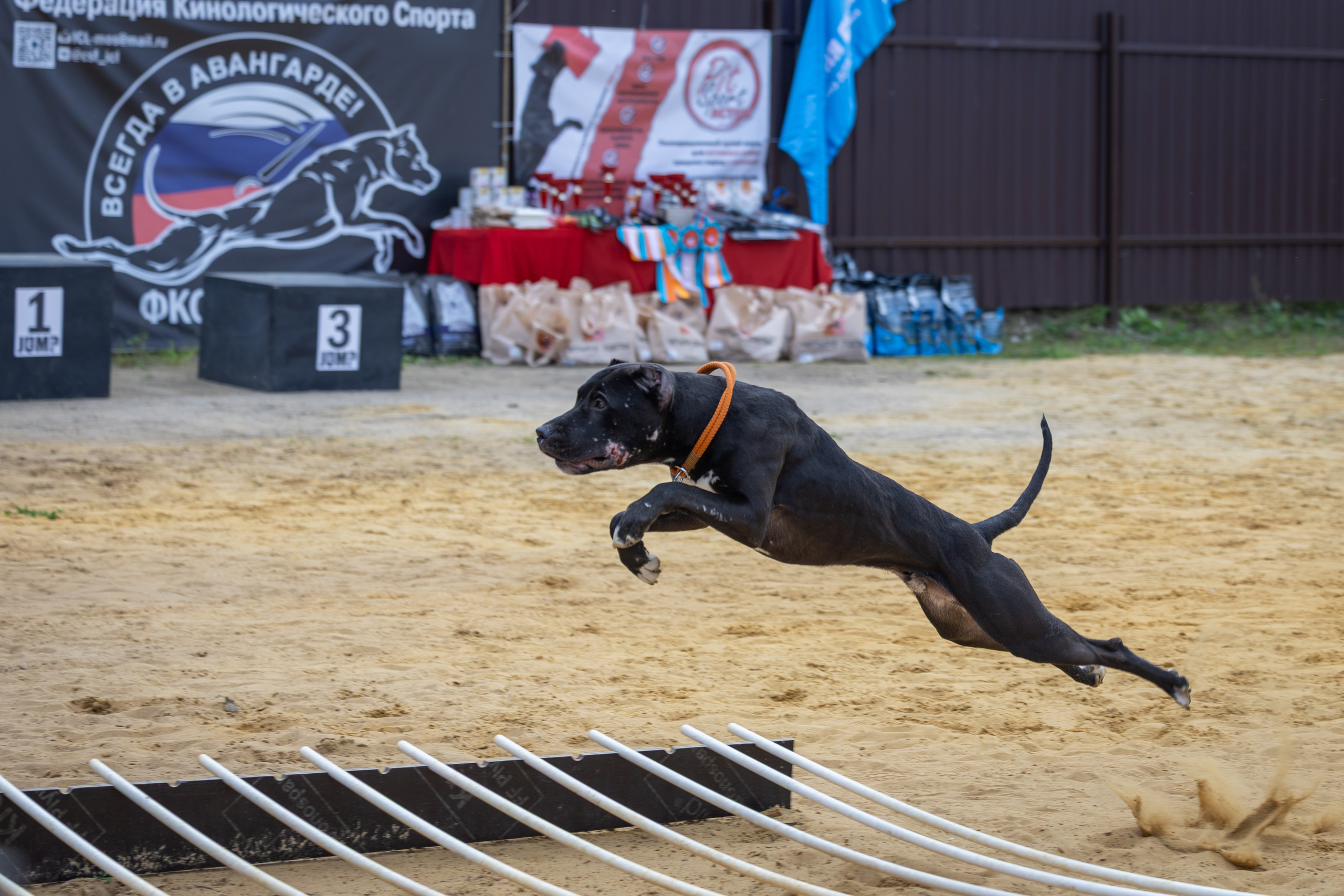 Jump'n'Gym. Виктория Михайловская. Фотограф-анималист. Москва