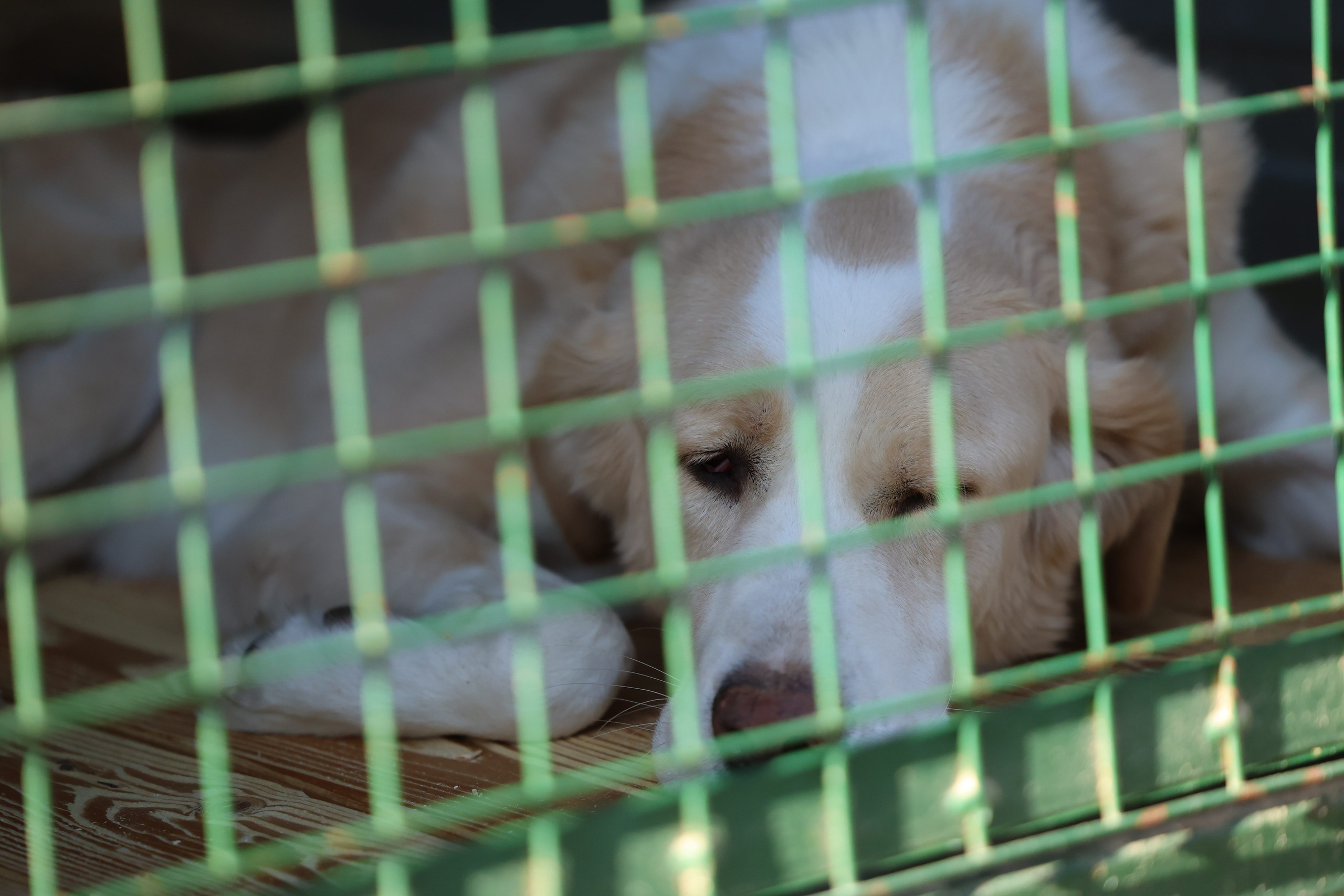 Приют. Виктория Михайловская. Фотограф-анималист. Москва