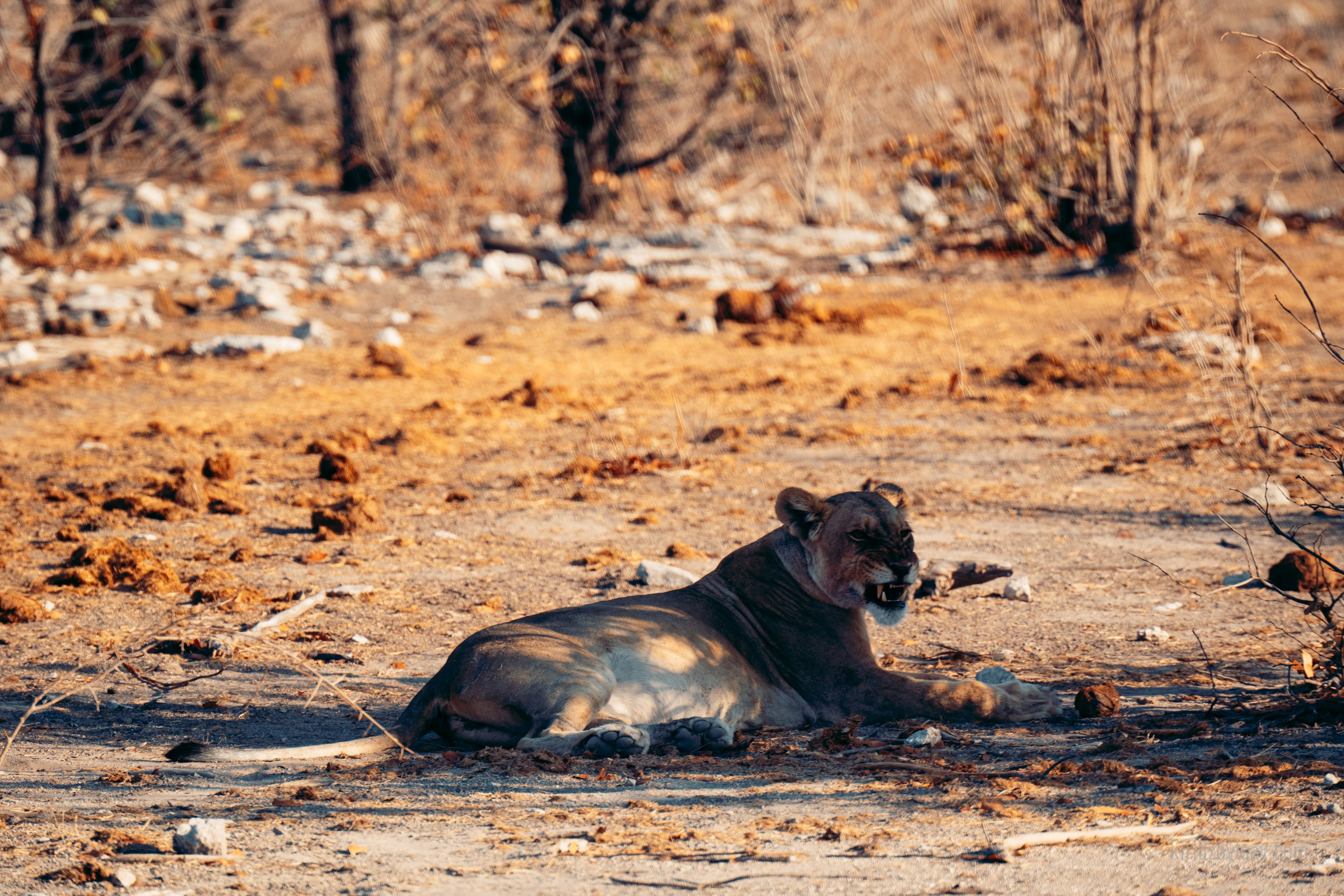 Жизнь. Профессиональный фотограф Кирилл Зайцев