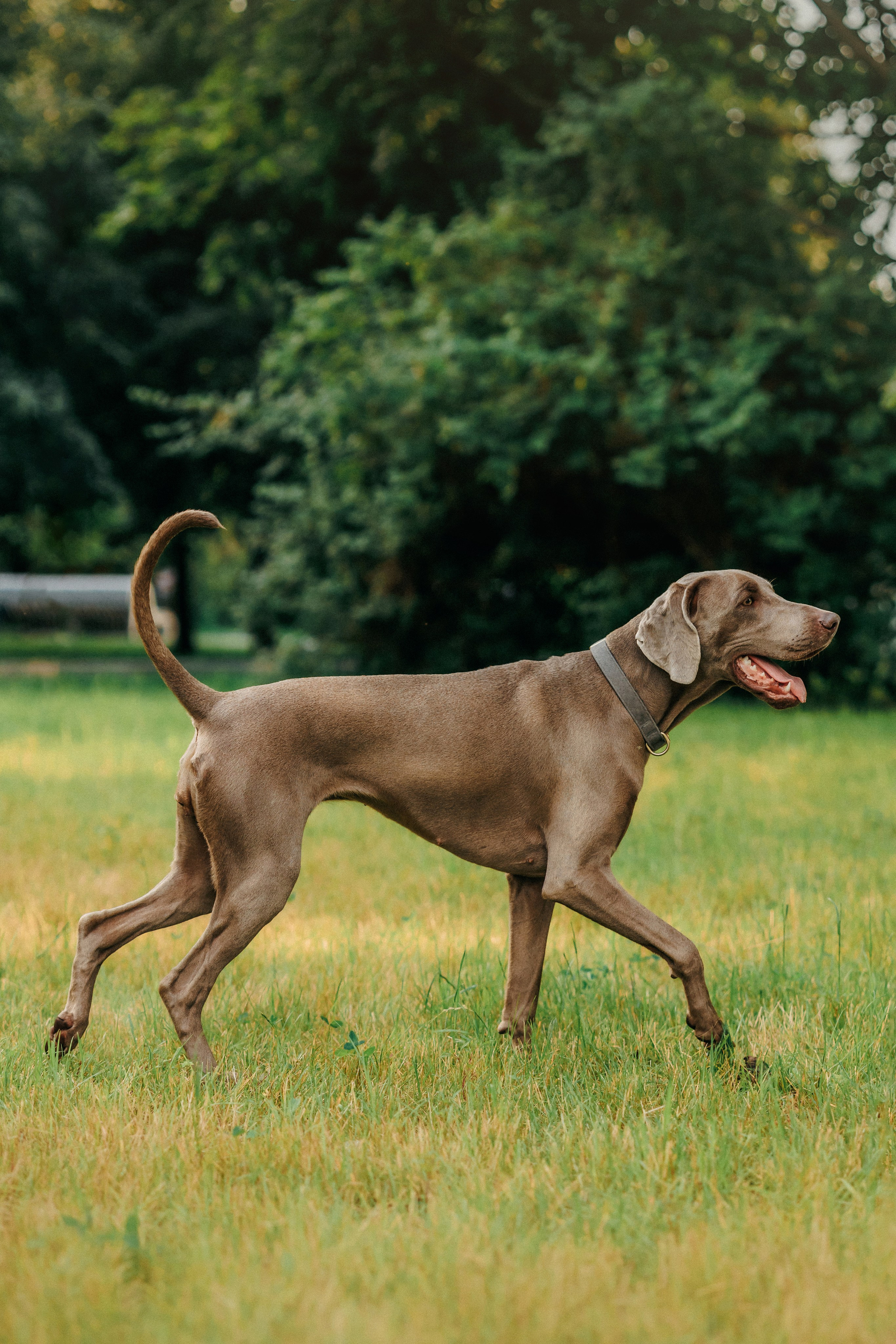 Соня и Майли. Фотограф-анималист Елена Радченко, Москва
