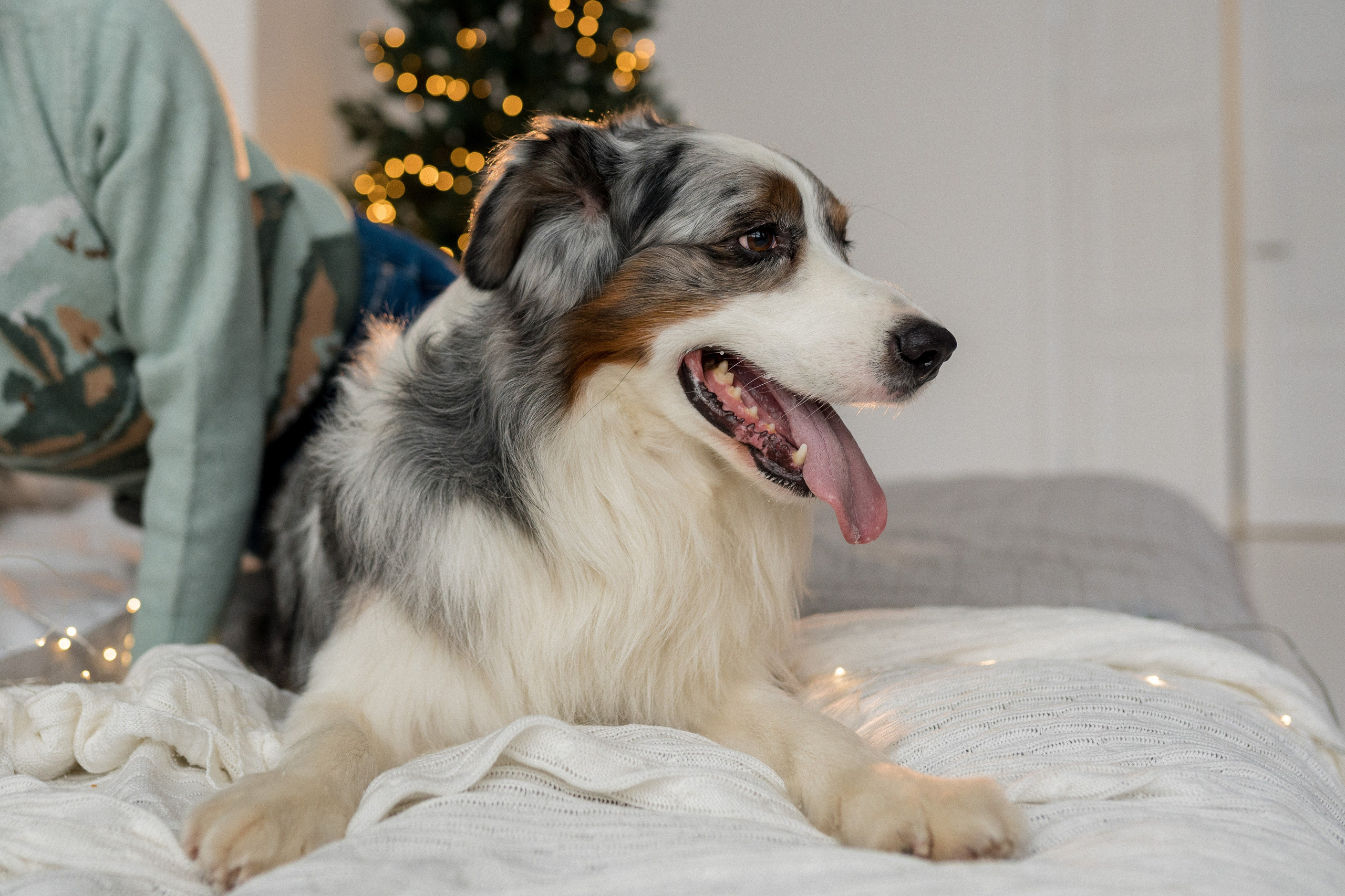 Новогоднее студия. Свадебный фотограф в Москве Анна Полушина