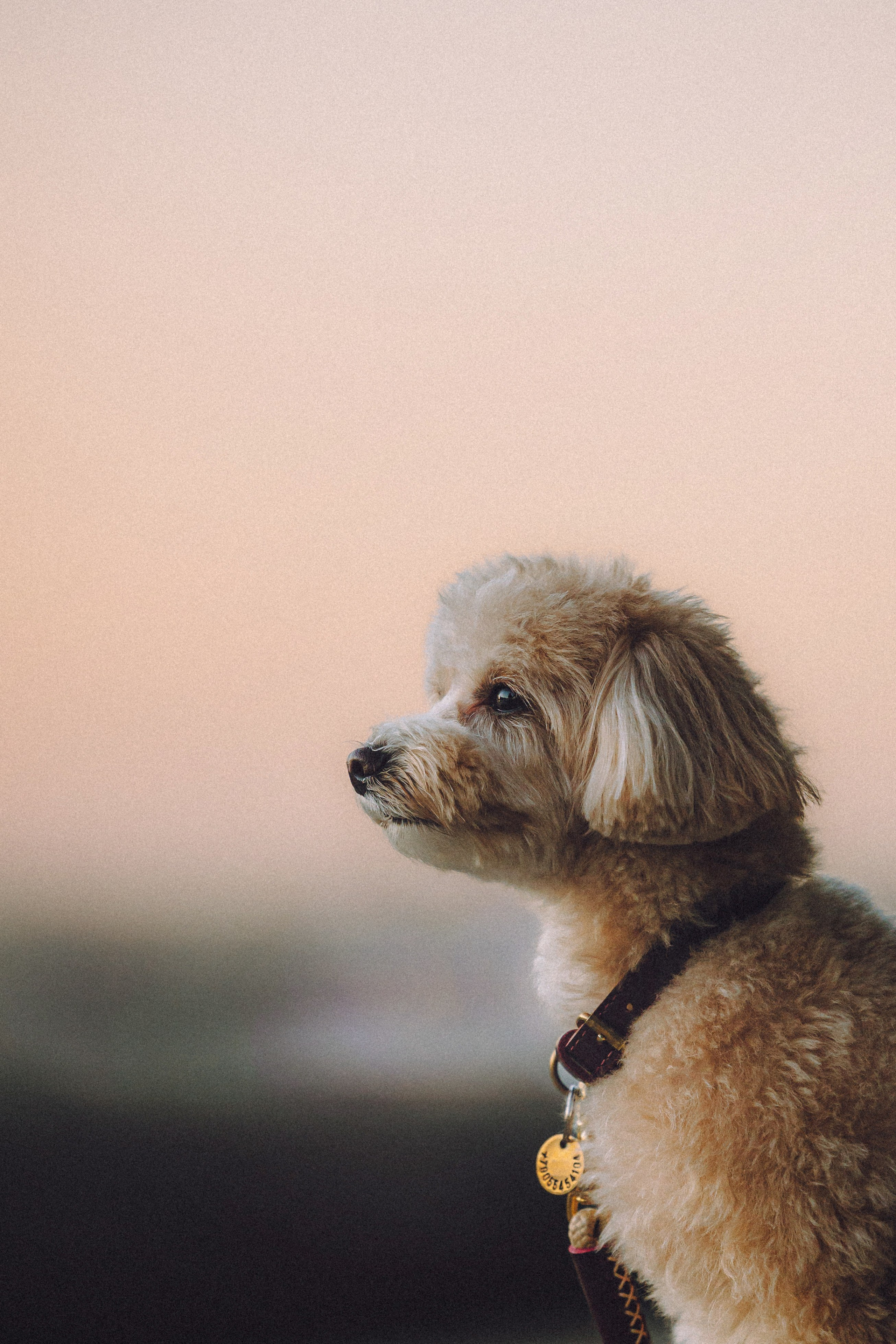 Настя и Симба