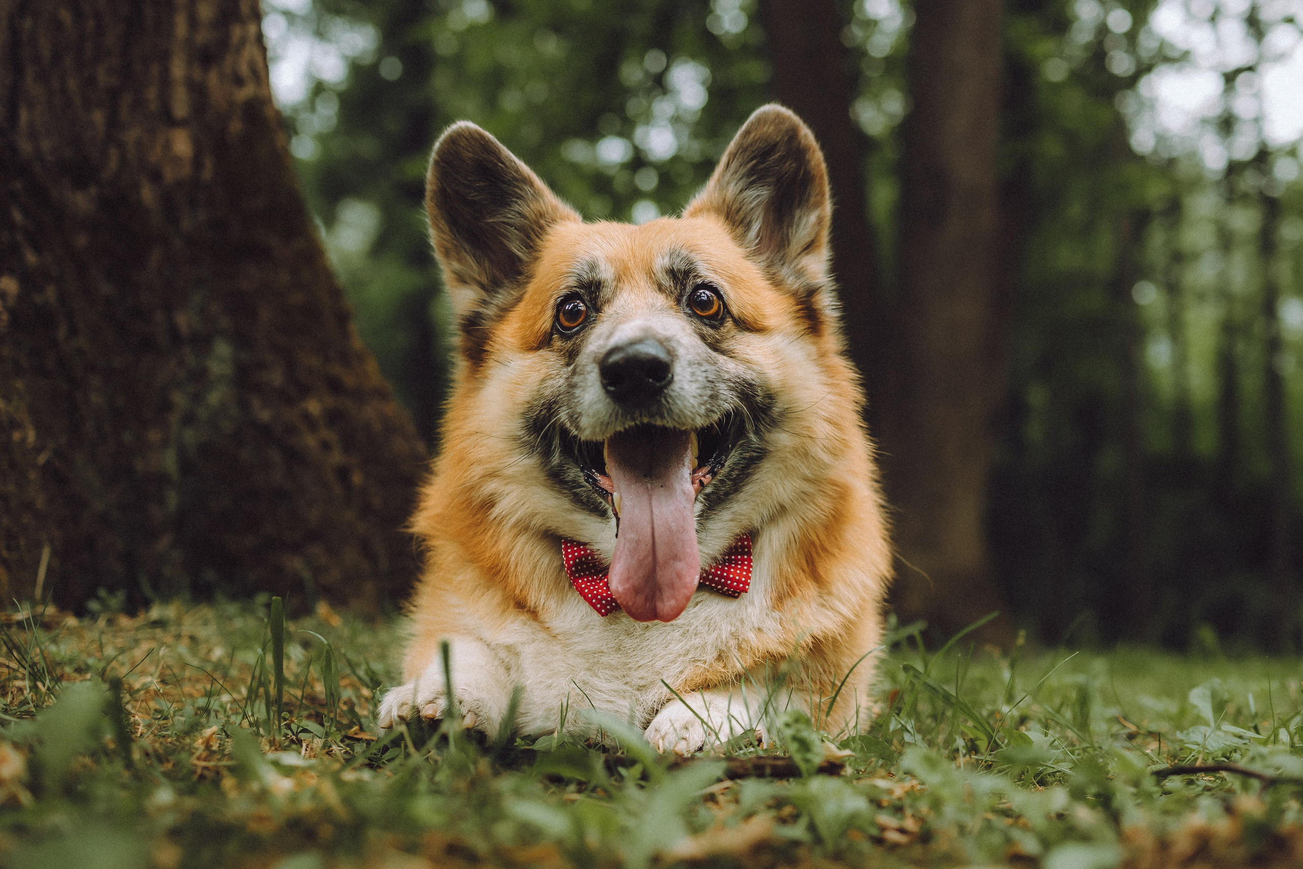 Ира, Леша и Харли