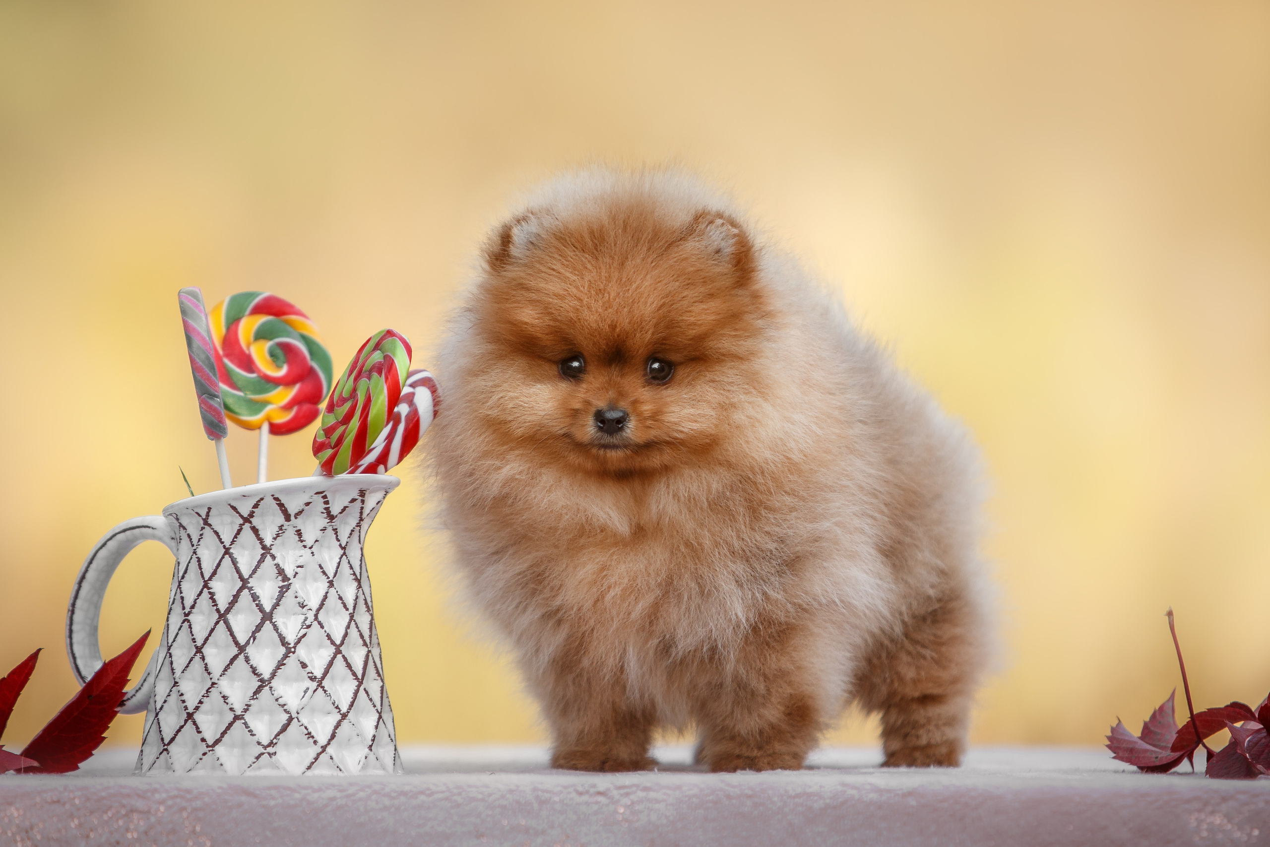 Анималистика. Репортажный фотограф Мария Мадзик