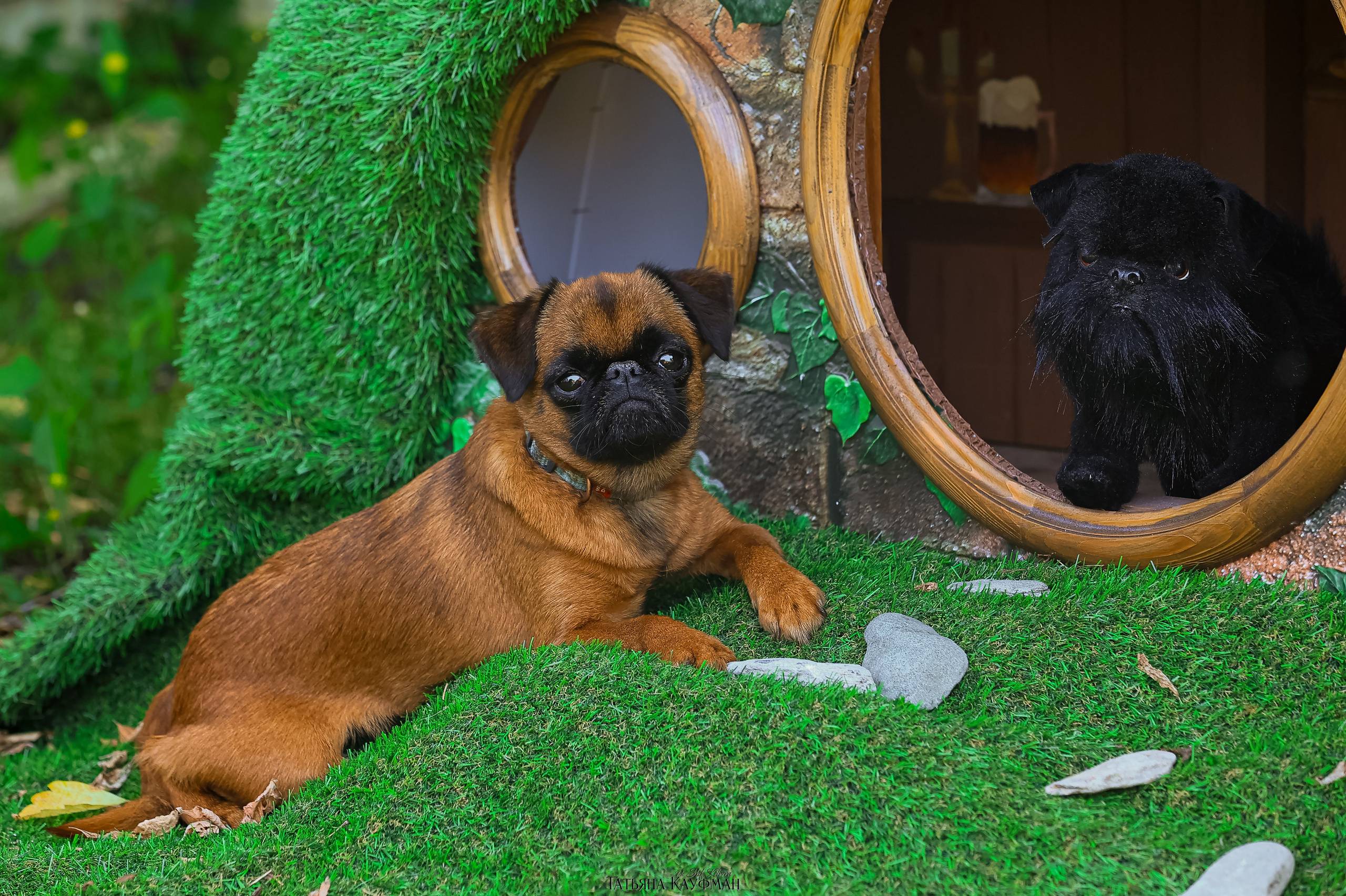 Домик для хоббитов, фотозона, властелин колец, шир, хоббиты, гномы, брюссельский гриффон, малый брабансон, фотосессия, ручная работа, фотограф анималист, фотограф Новосибирск