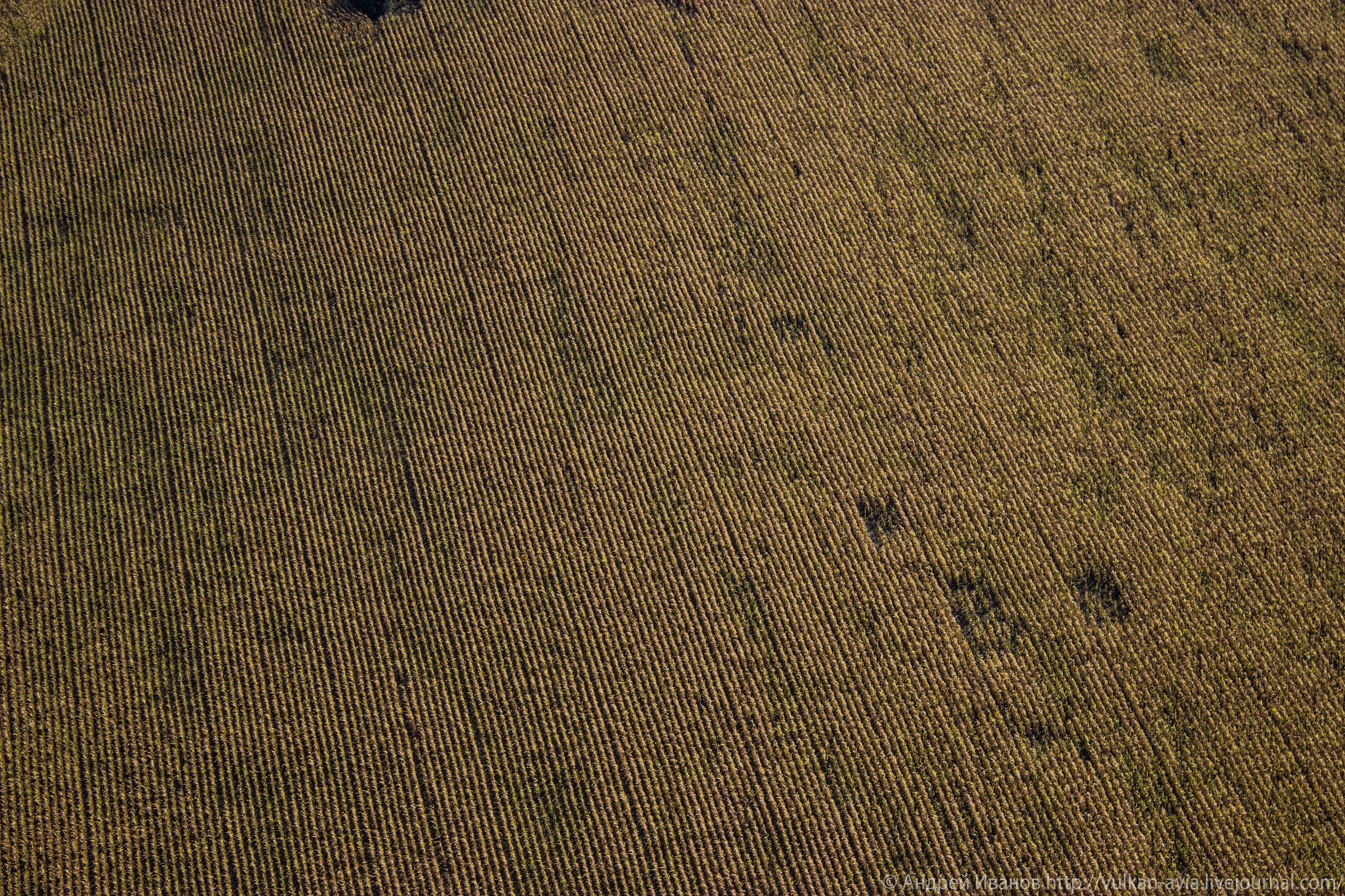 Волгодонск аэр. Потапов слёт «Небо для всех» (2021 г.). Фотоальбом показывающий увлекательный мир авиации и мир медведей Андрея Иванова