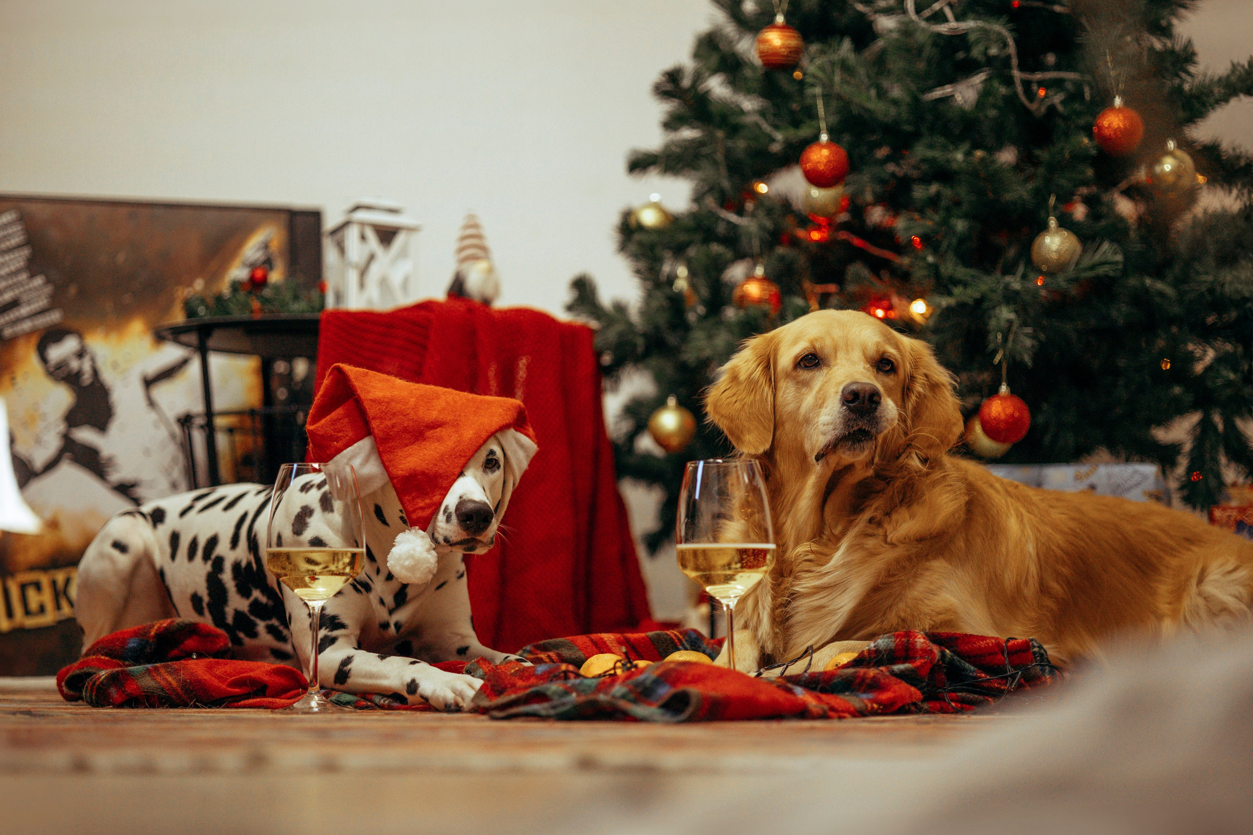 Новогодняя съемка с собакой. Анастасия Белаш