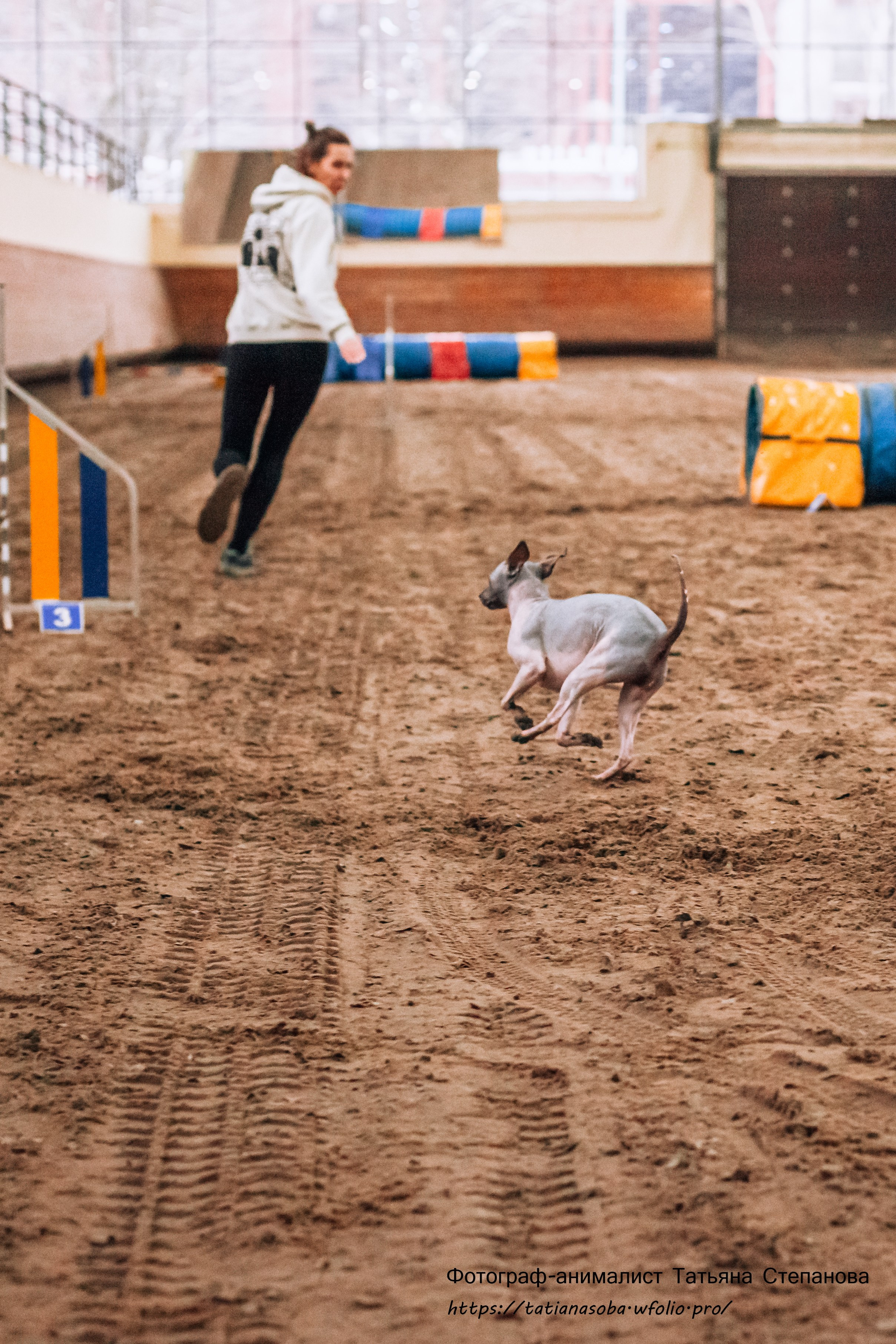 Соревнования по Аджилити 25.02.2024. Фотограф-анималист Татьяна Степанова