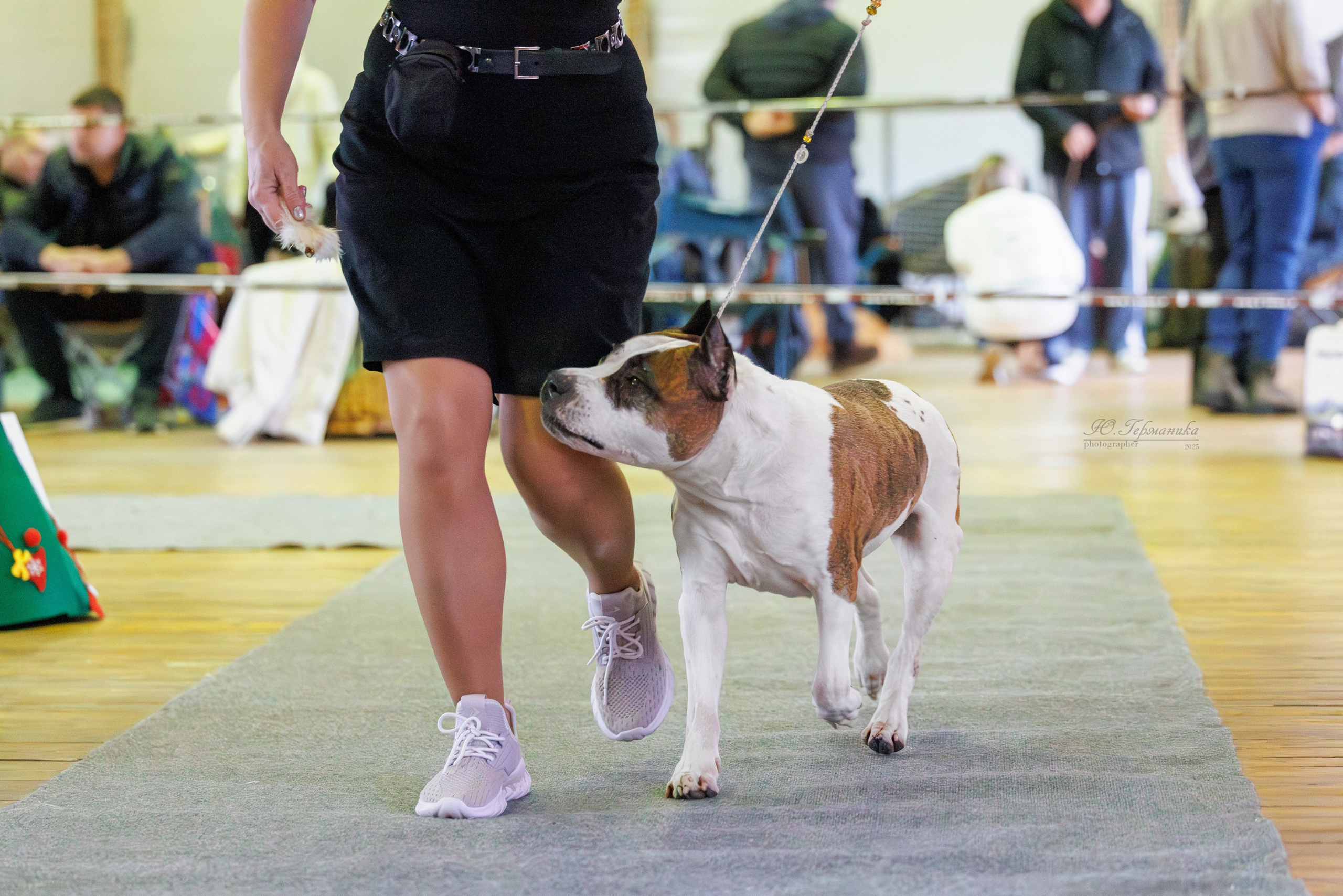 Тверь 21.12.2025. Фотограф-анималист Юлия Германика