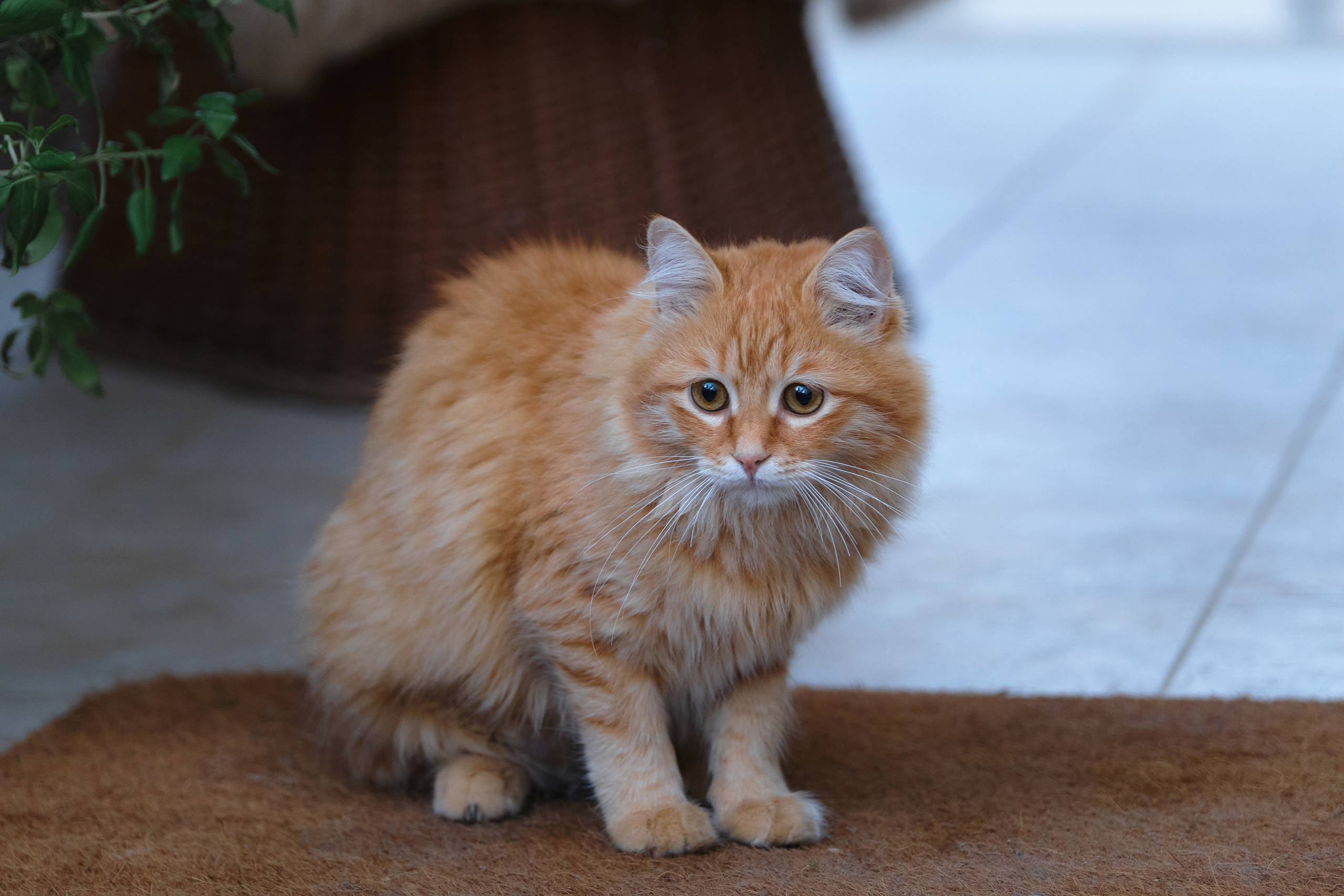 Cyprus > 2023 / kat. Aleksandr Kobtsev