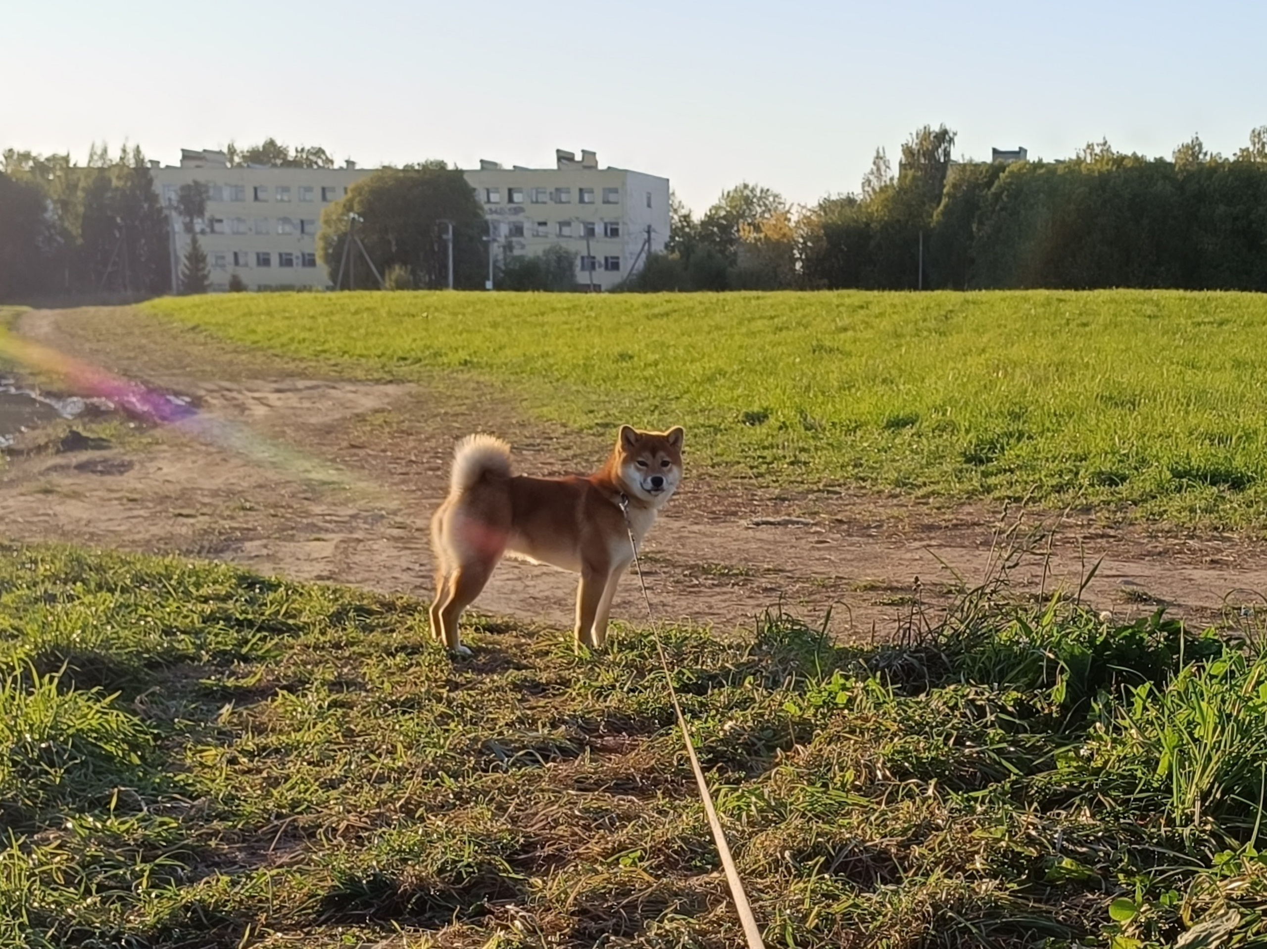 Сиба Rubylight Ellis питомник Рубилайт