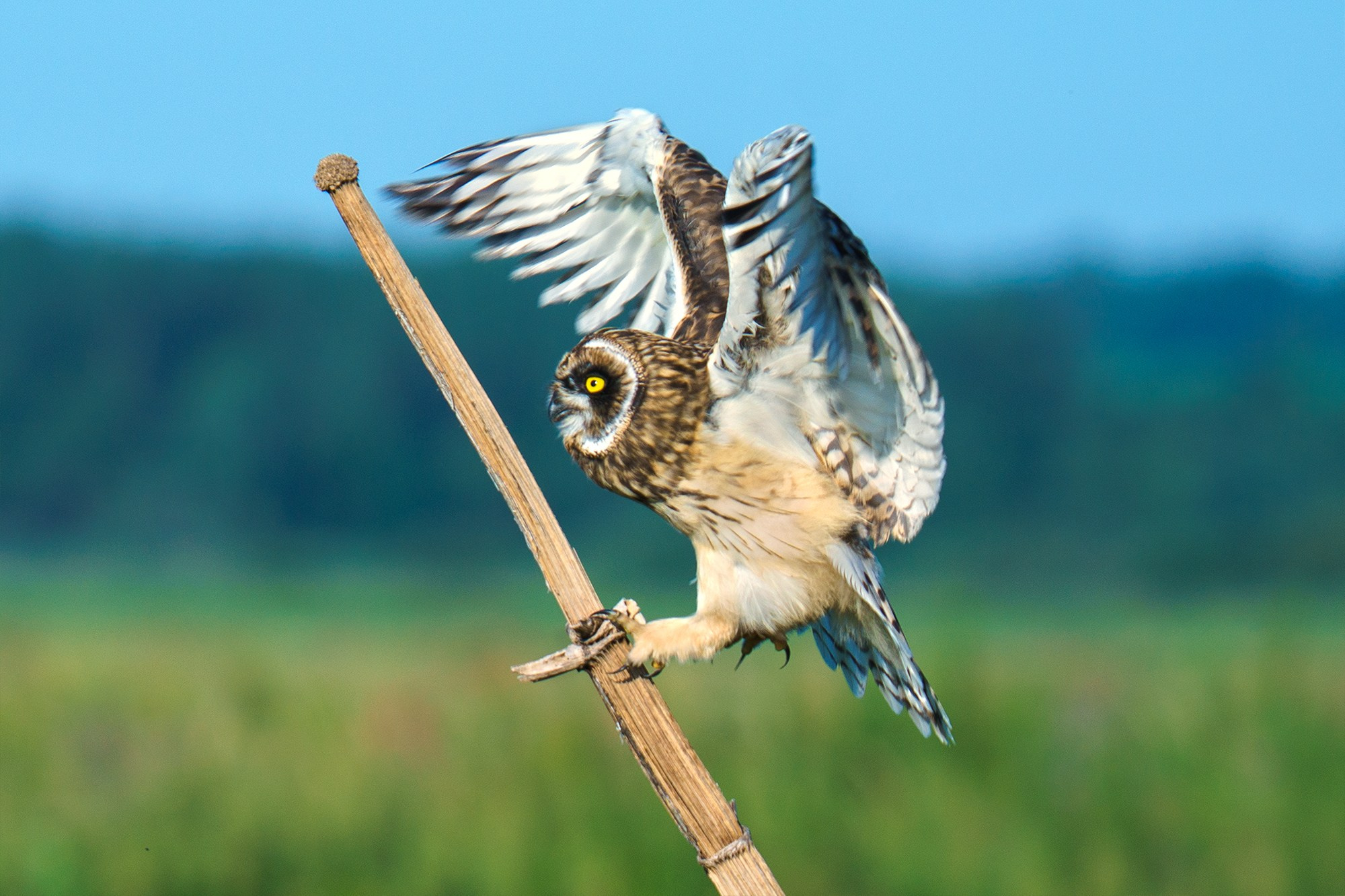 Удивительные мир птиц. Вокруг нас столько прекрасного — присмотритесь!. Ваш личный фотограф Марина Волкова