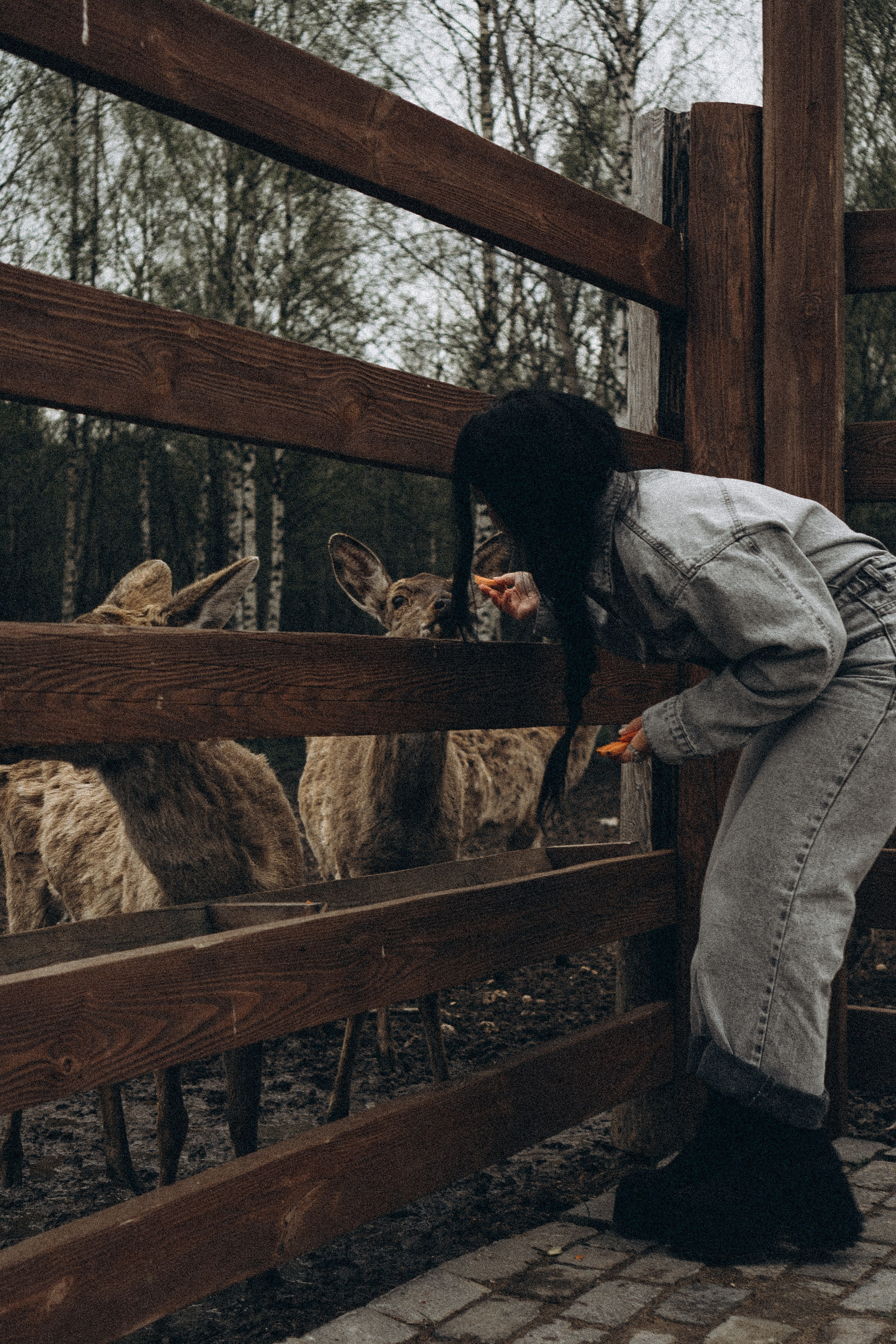 ОЛЕНЬЯ ФЕРМА В ТВЕРИ. Профессиональный фотограф, Санкт-Петербург — Виктория Богомолова