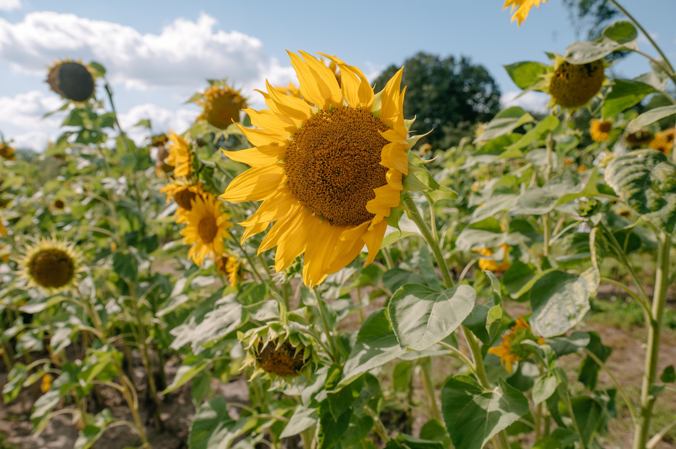 Летнее Коломенское. Репортажный фотограф в Москве и по всему миру Степанова Юлия