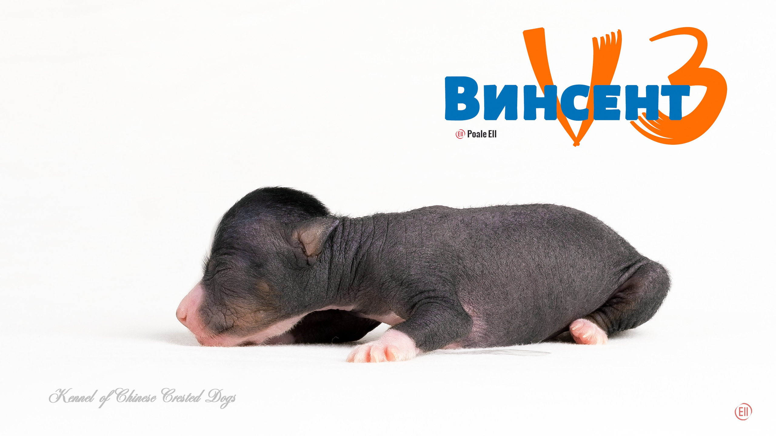 Щенки 3 дня. 21.01.2024. Фотограф в Москве