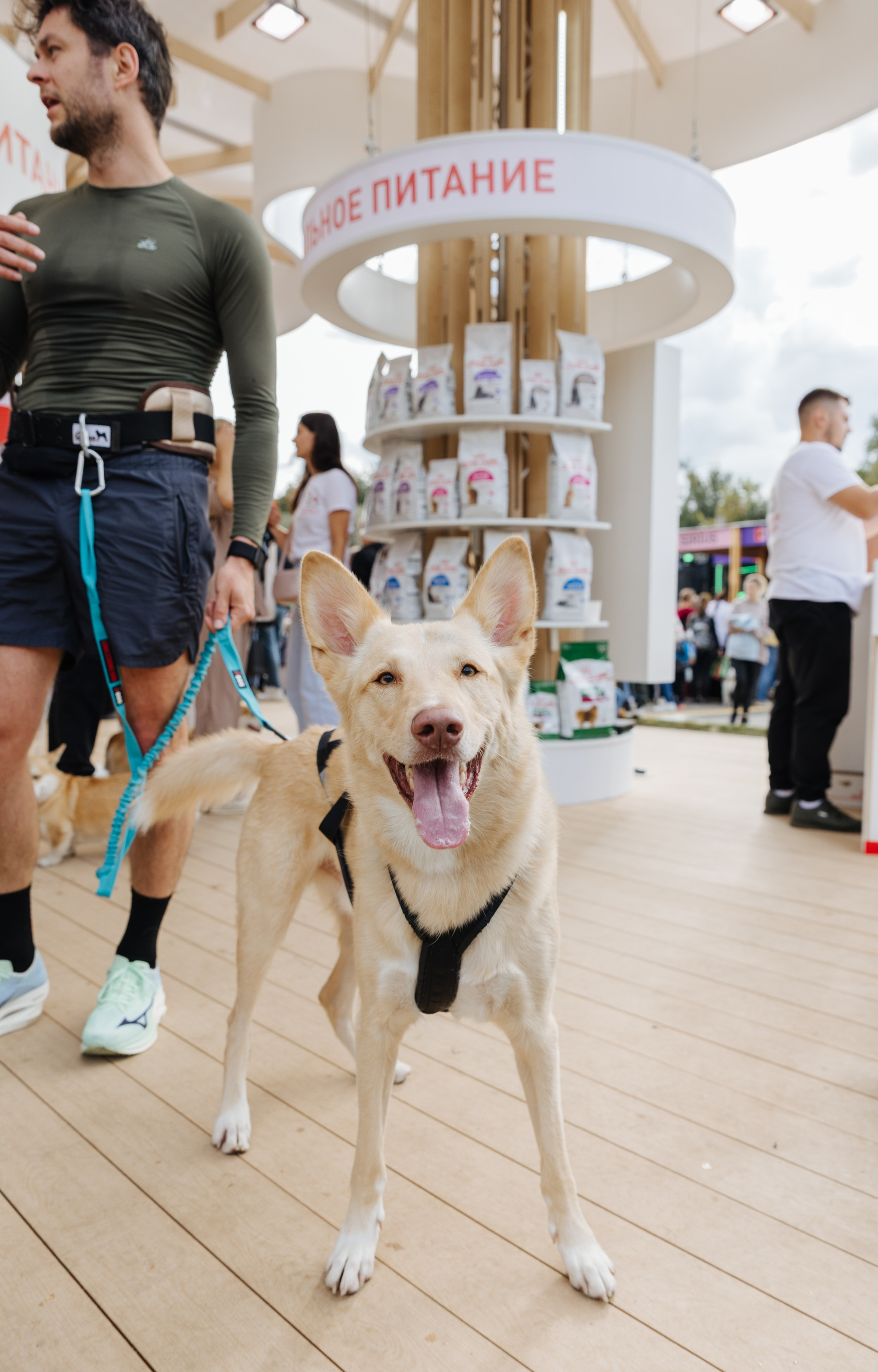 Хвостатый репортаж. Аксана Лисовская фотограф в Москве. Фотографии с характером