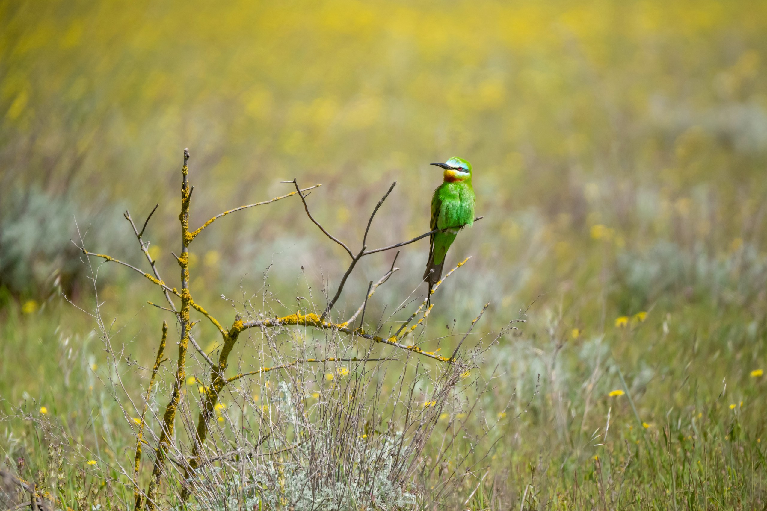 Дикая природа Дагестана. Май 2025 г. Foto-Zuev фотография как искусство