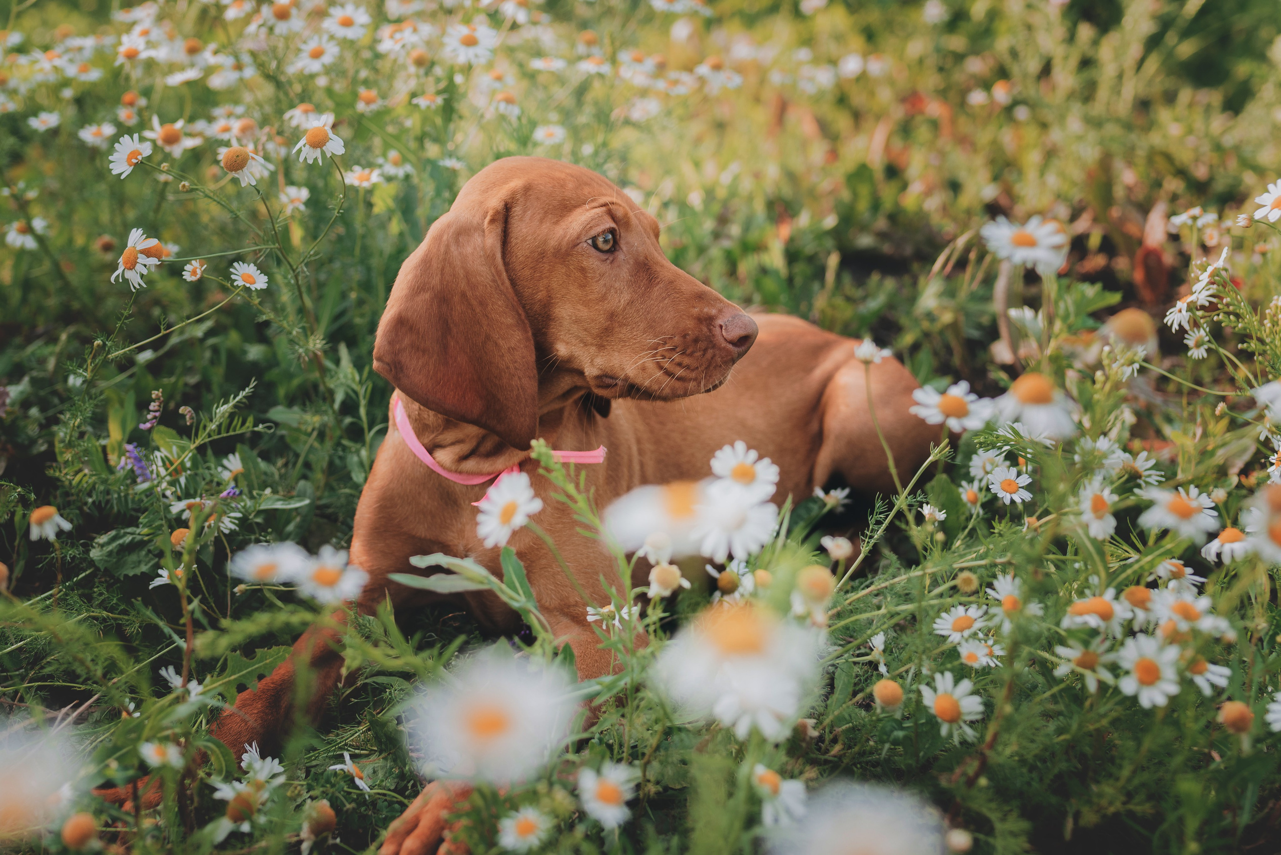 Hungarian Vizsla. Natalia Finch Photography — Family, Kids & Pet Photographer in Chicago, IL