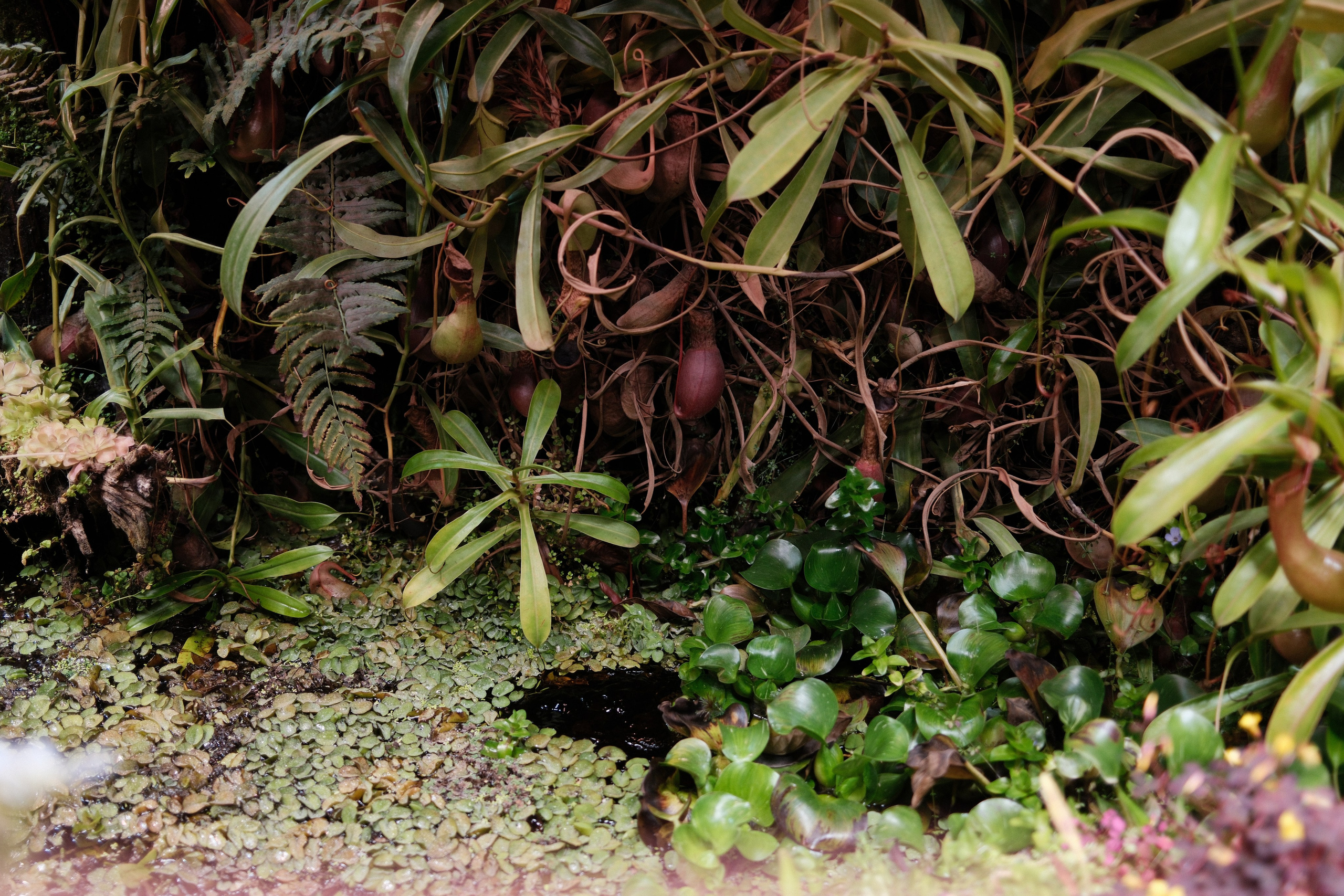 Аптекарский огород. Профессиональный фотограф в Москве Захар Ишутин