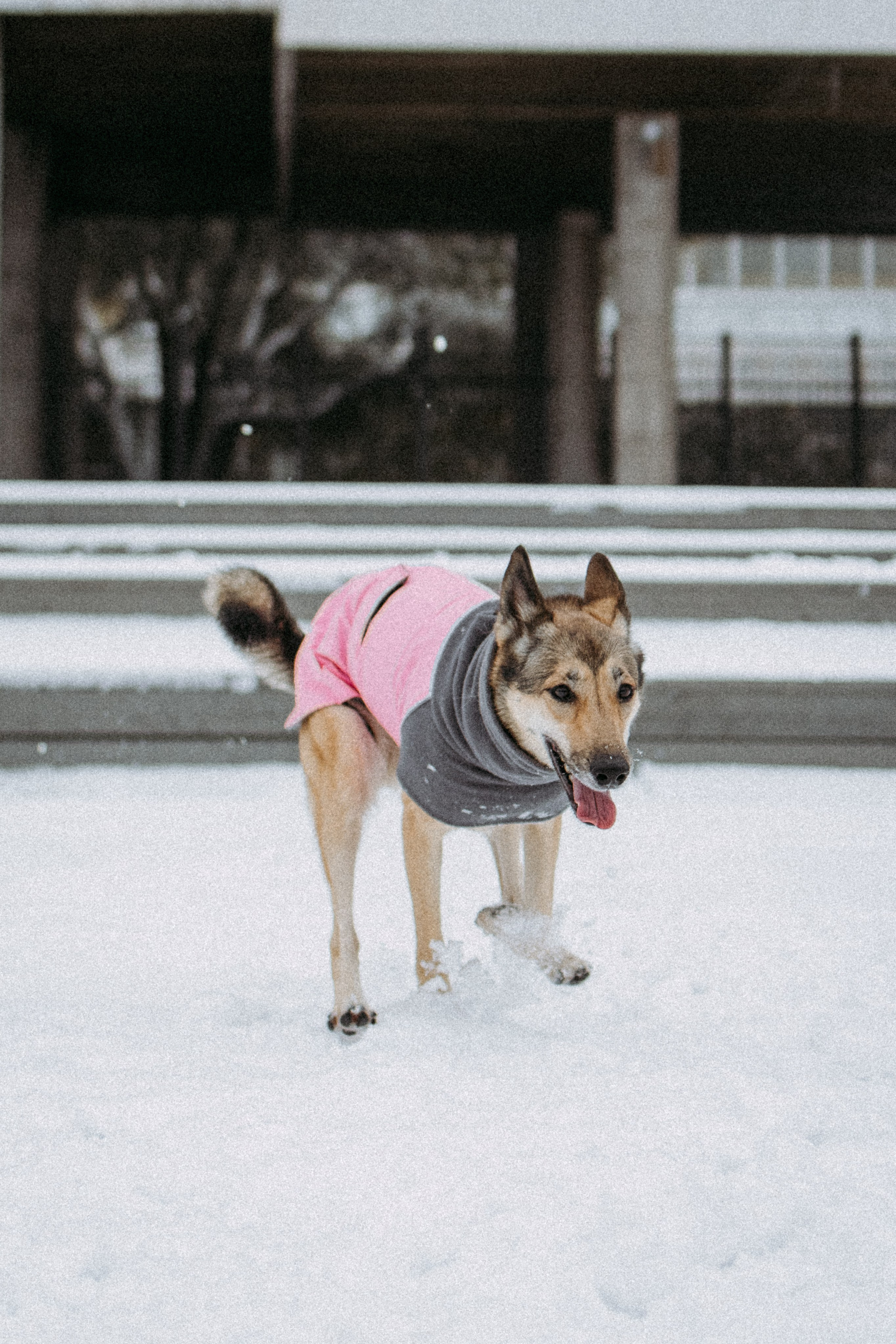 Саша, Ксюша и их банда. Фотораф — анималист Мария Шистка