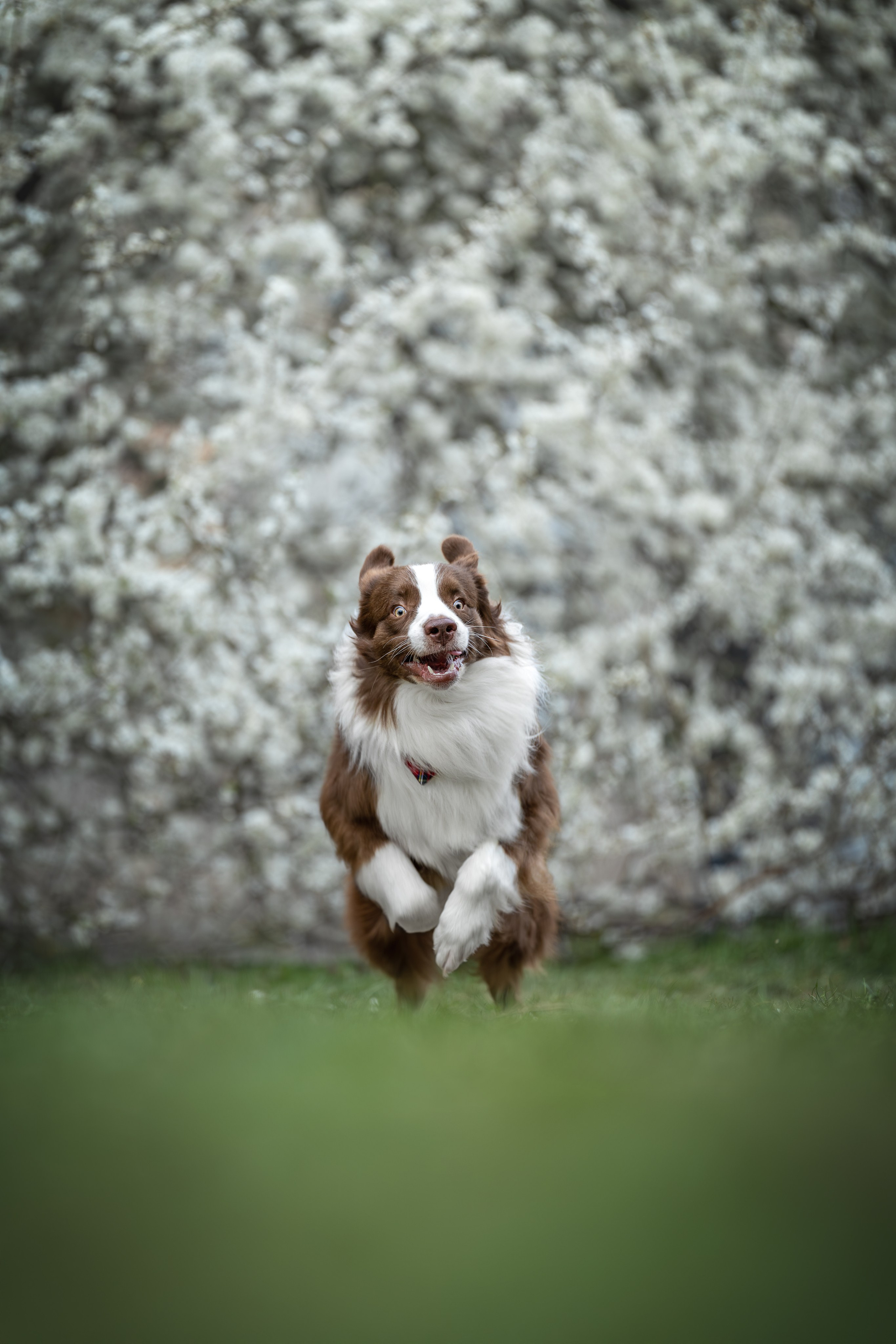 Дин, Австралийская Овчарка. Ирина Голомб|Фотограф-анималист в  Сочи и Калининграде