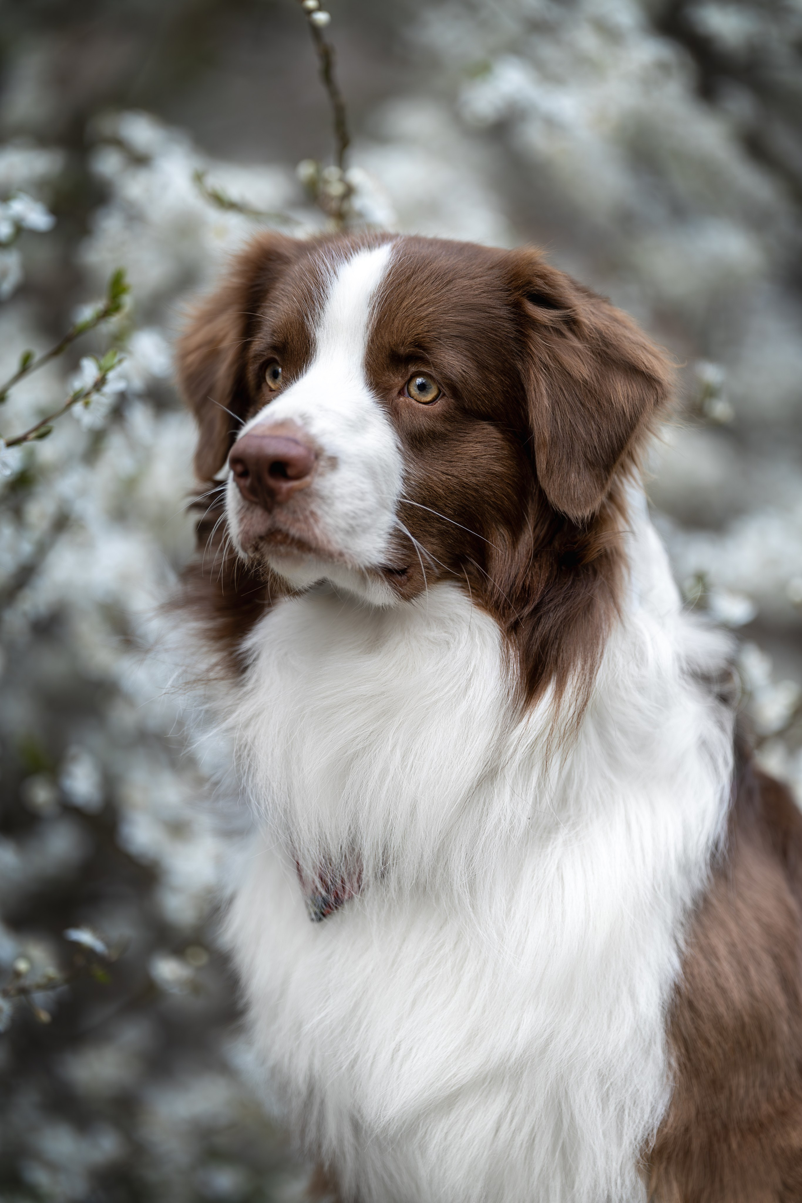 Дин, Австралийская Овчарка. Ирина Голомб|Фотограф-анималист в  Сочи и Калининграде