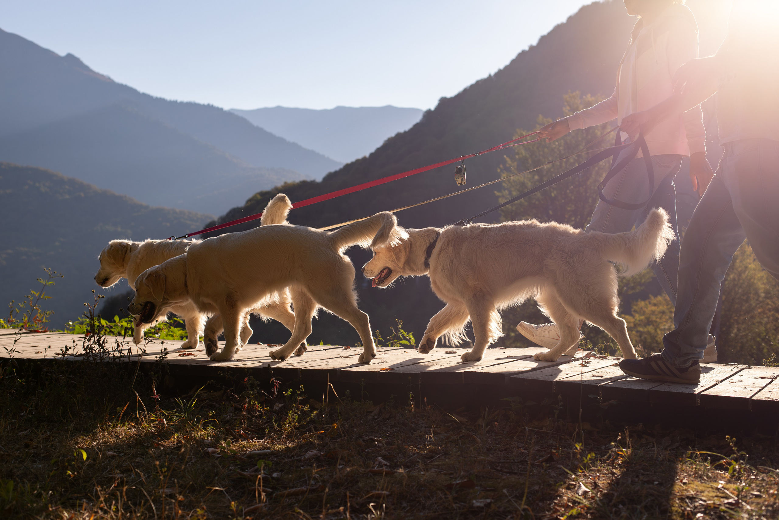 Асти, Делфи и Фреска, Голден Ретриверы. Ирина Голомб|Фотограф-анималист в  Сочи и Калининграде