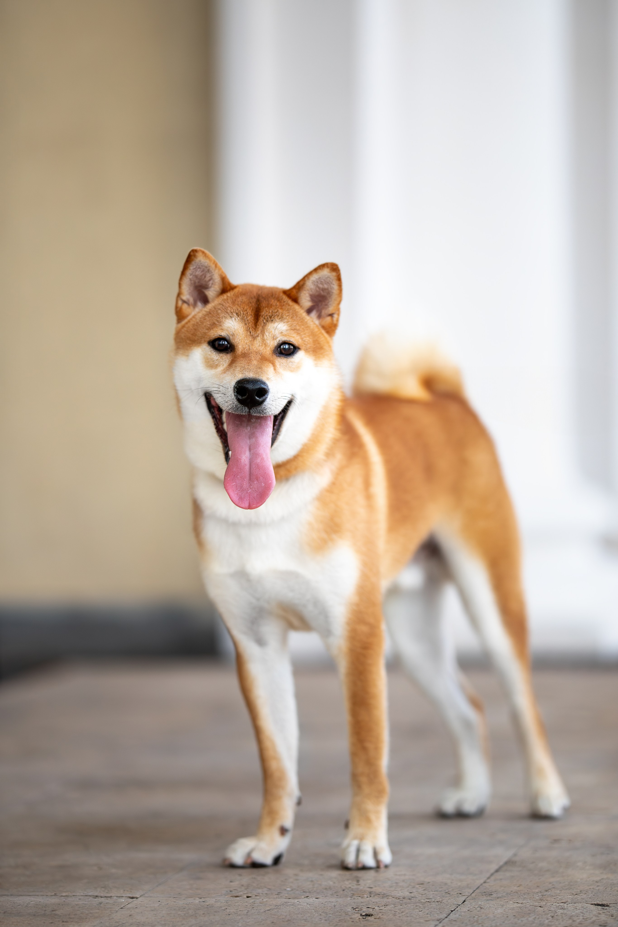 Митсоу, Сиба-Ину. Ирина Голомб|Фотограф-анималист в  Сочи и Калининграде