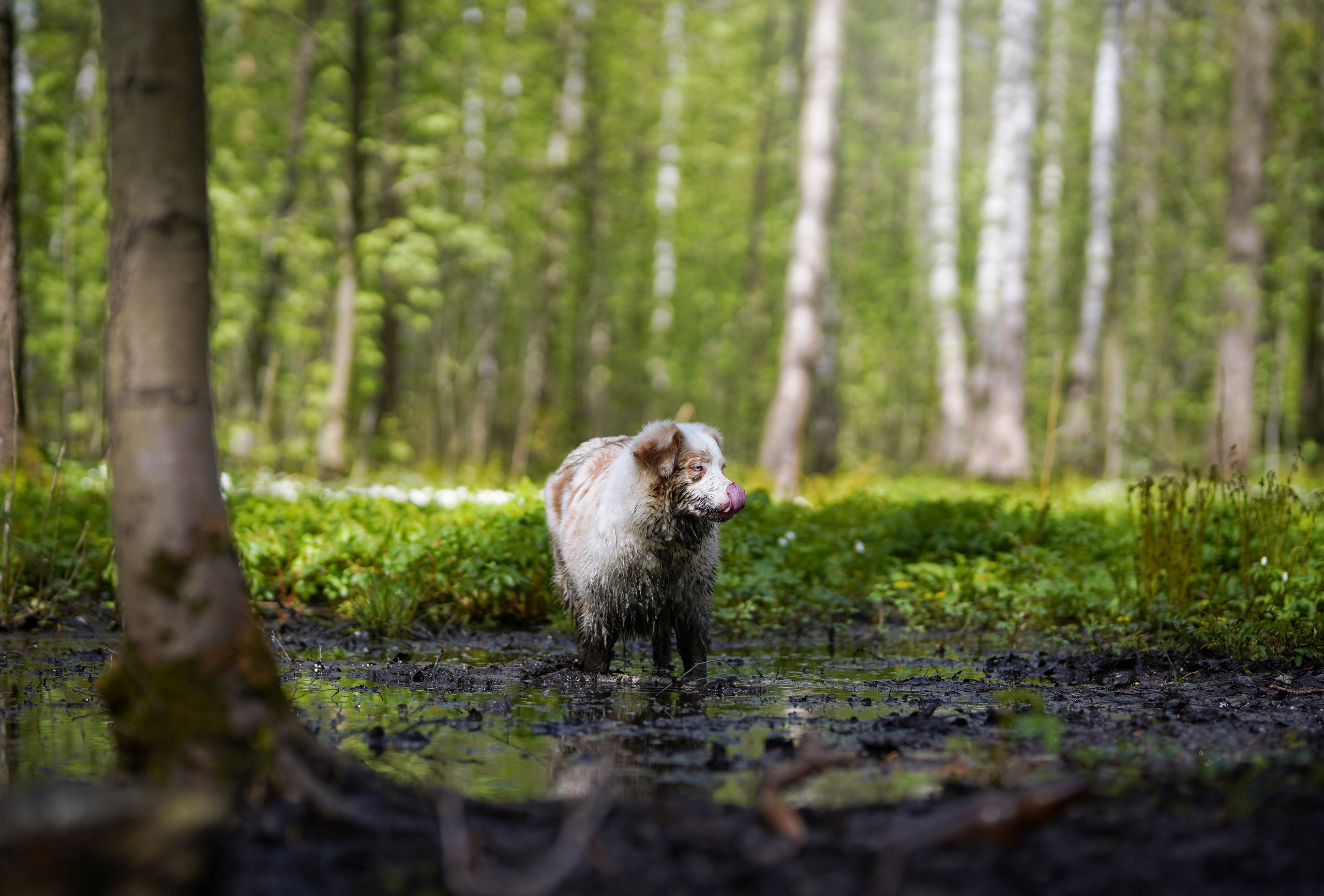 Рокки и Гермиона. Фотограф-анималист в Санкт-Петербурге Яна Мартынова