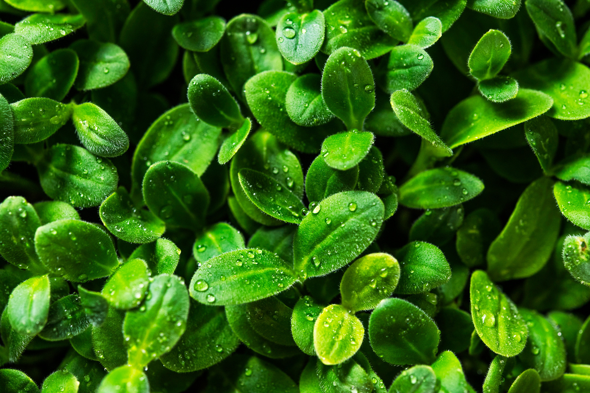 Фотограф — Рустам Бикулов. Коммерческая фотография, фуд-фотография