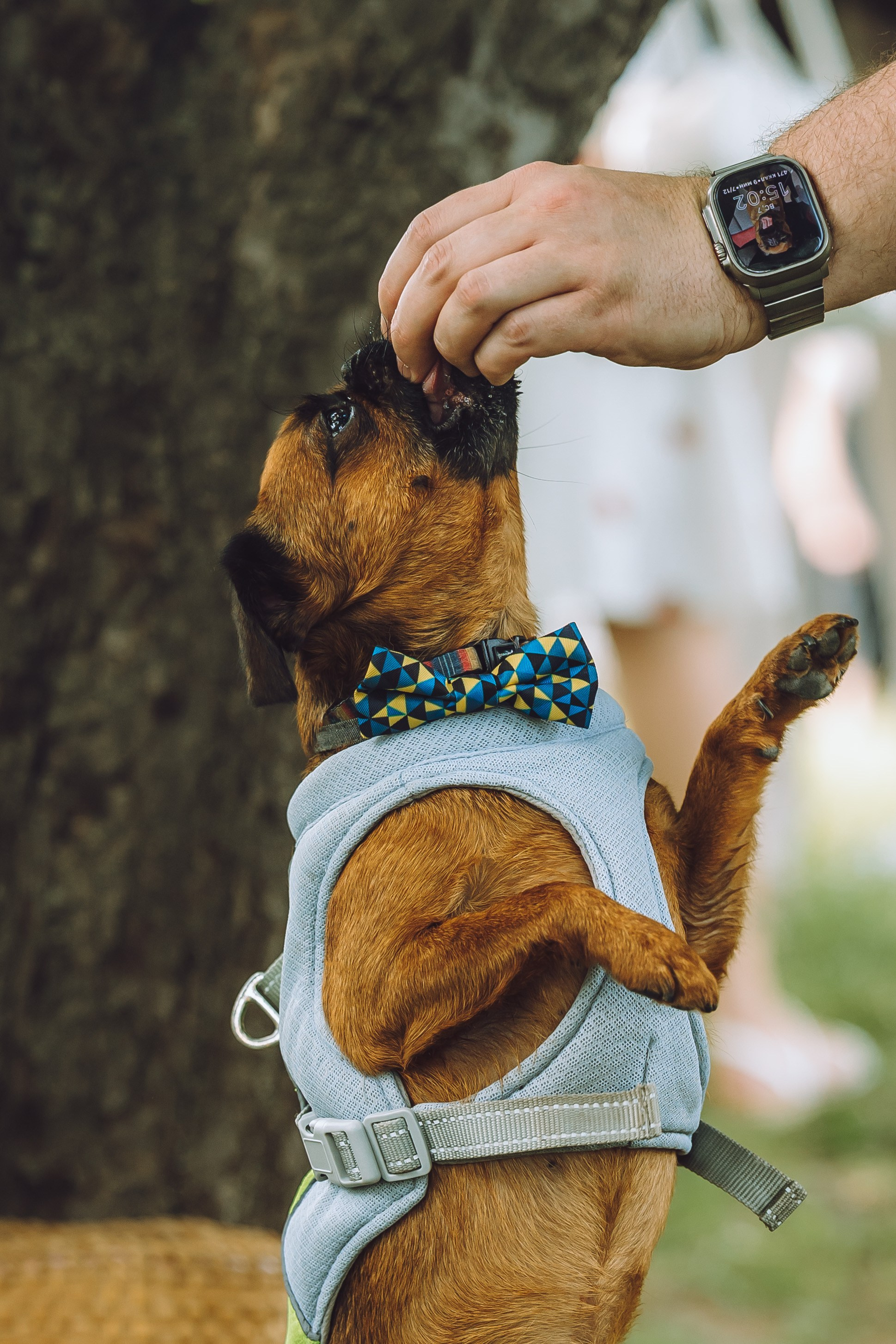 Griff-пикник. Семейный фотограф животных, анималист в Москве Екатерина Киреева