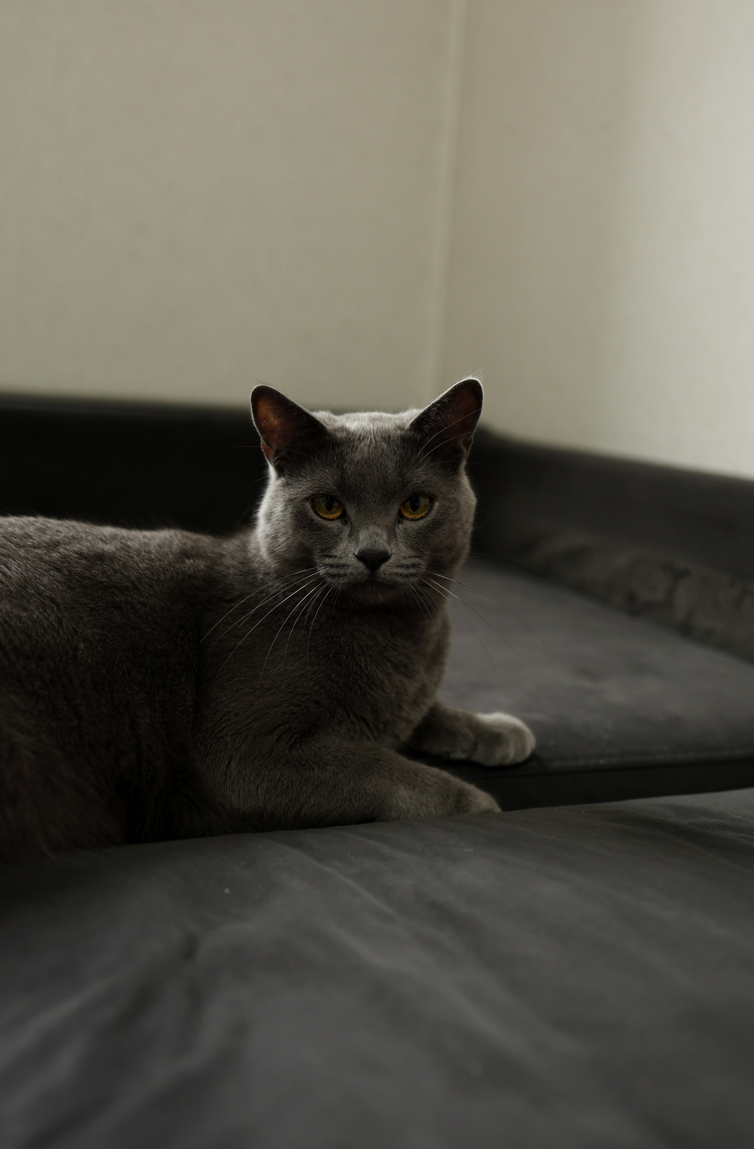 Диана и Андрей. Свадебный и семейный фотограф в Воронеже Ксения Воротникова