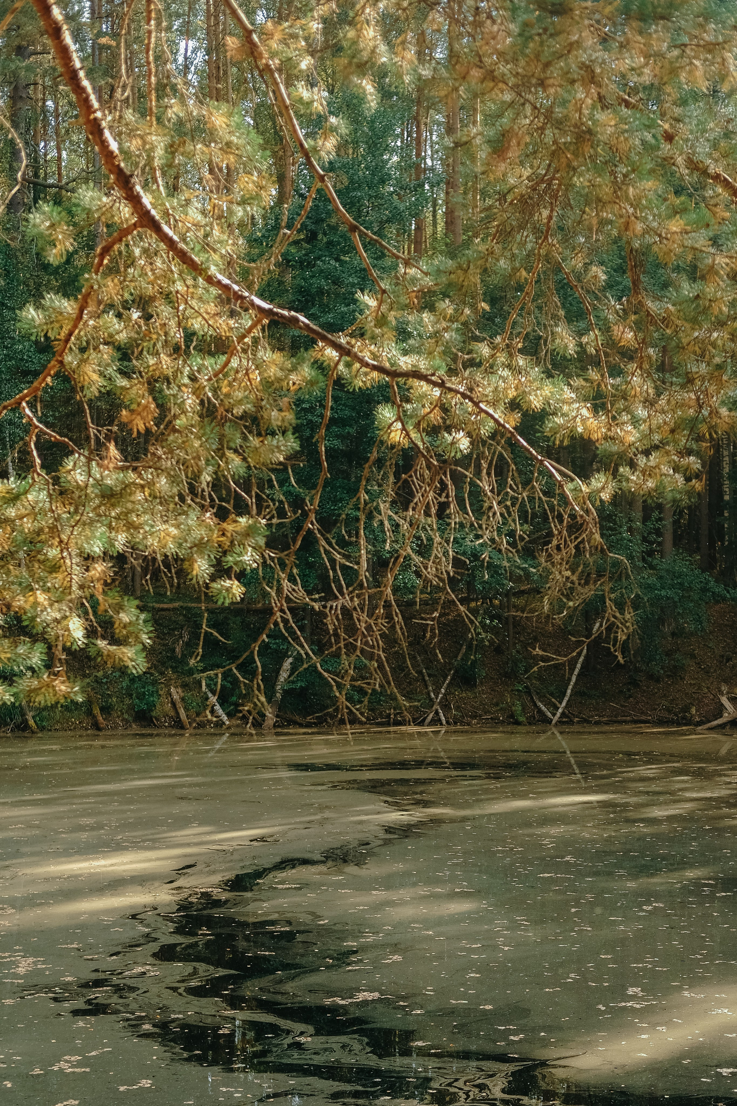 Поход по лесу в Марий-Эл. Обо мне