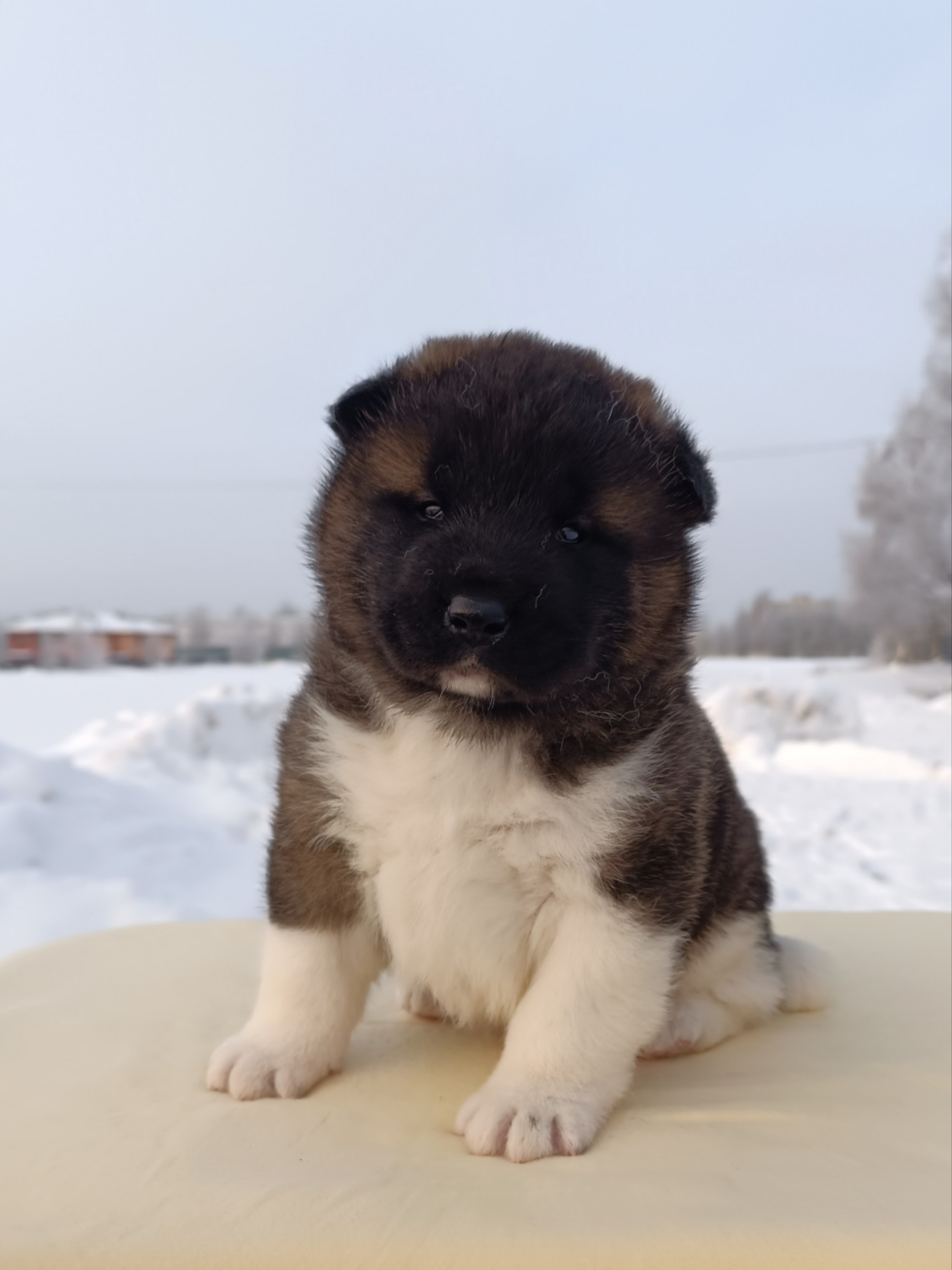 Rubylight Ctsar'. Американская акита I Сиба ину I Питомник RUBYLIGHT