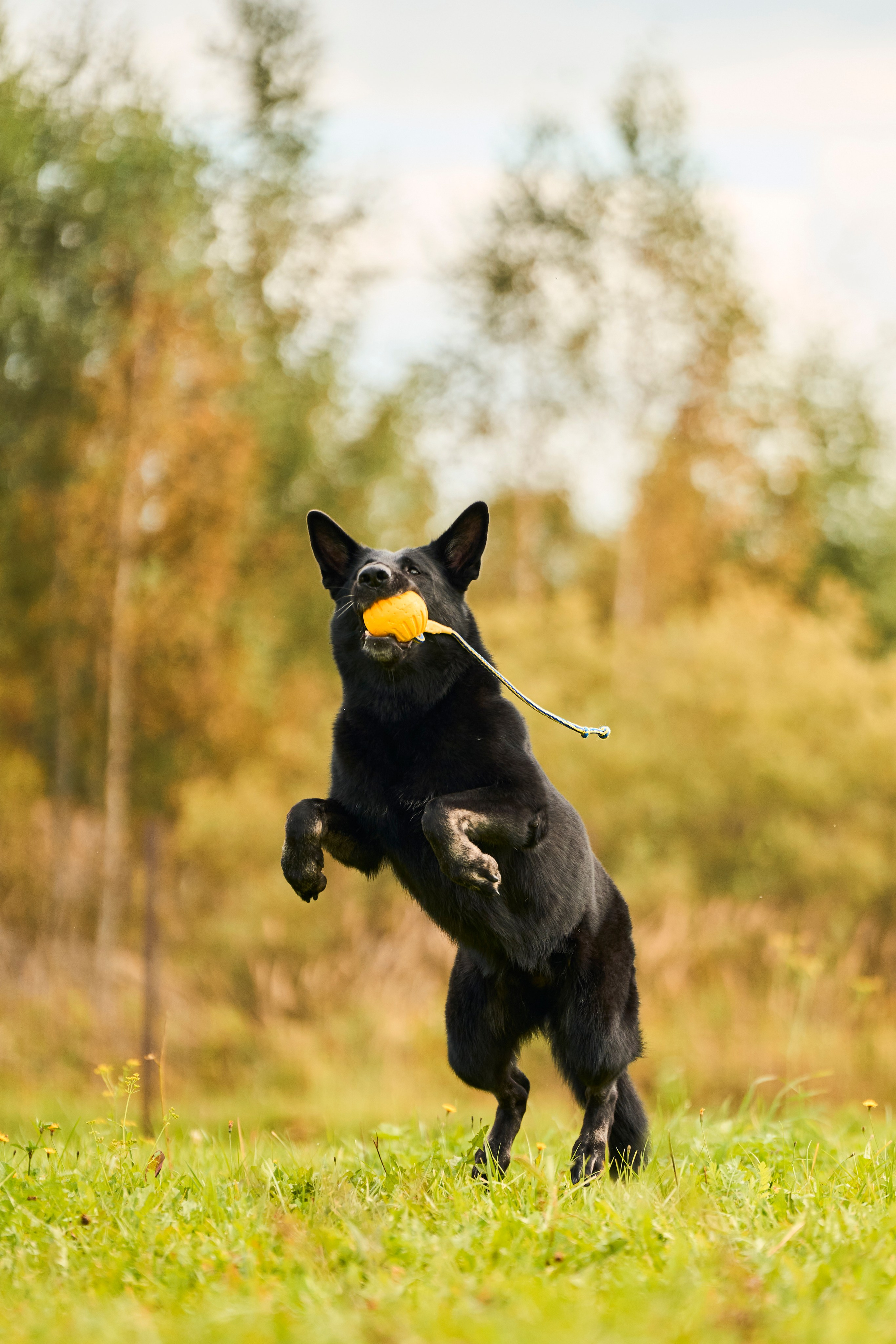 Фотосессия ваших питомцев. Женский и свадебный фотограф в Москве Елена Тараскина