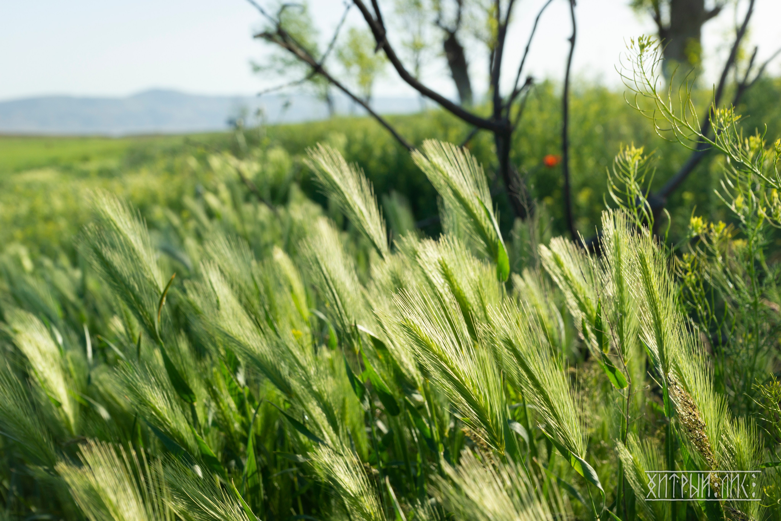 Дагестан. Фотограф-путешественник Самойлов Максим «Sly Fox»