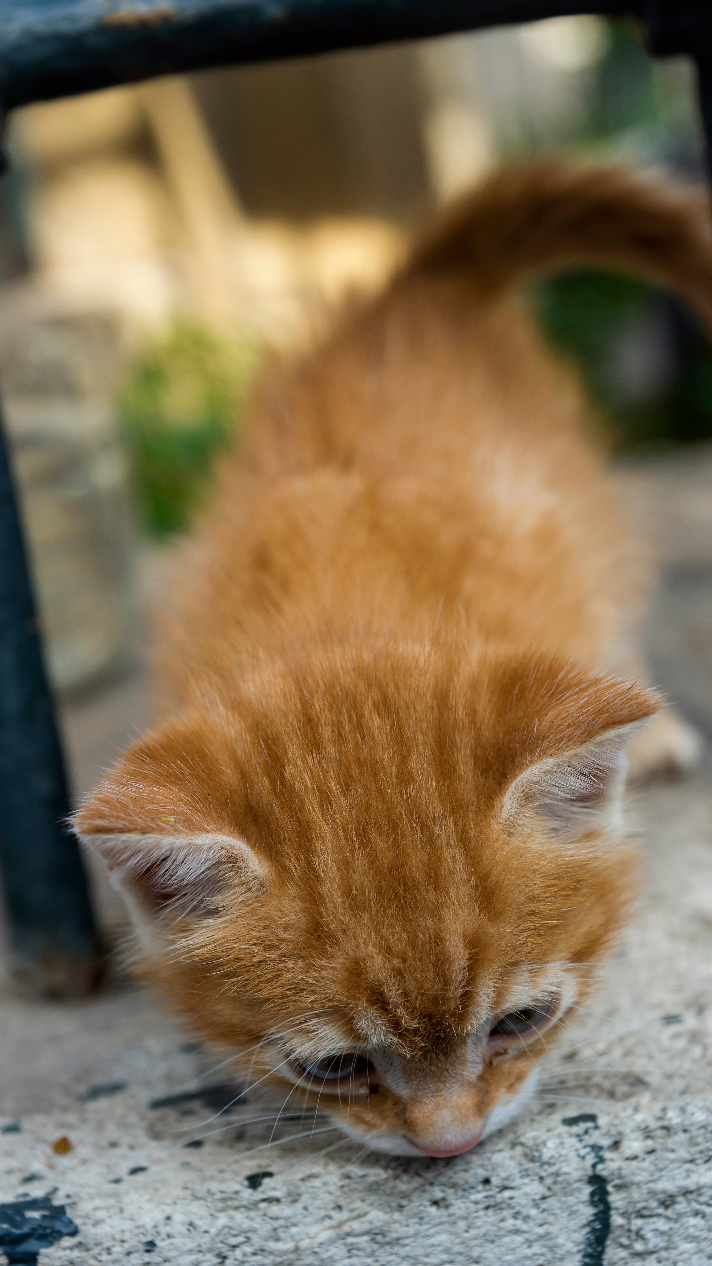 Стамбульские кошки. Фотограф-путешественник Самойлов Максим «Sly Fox»