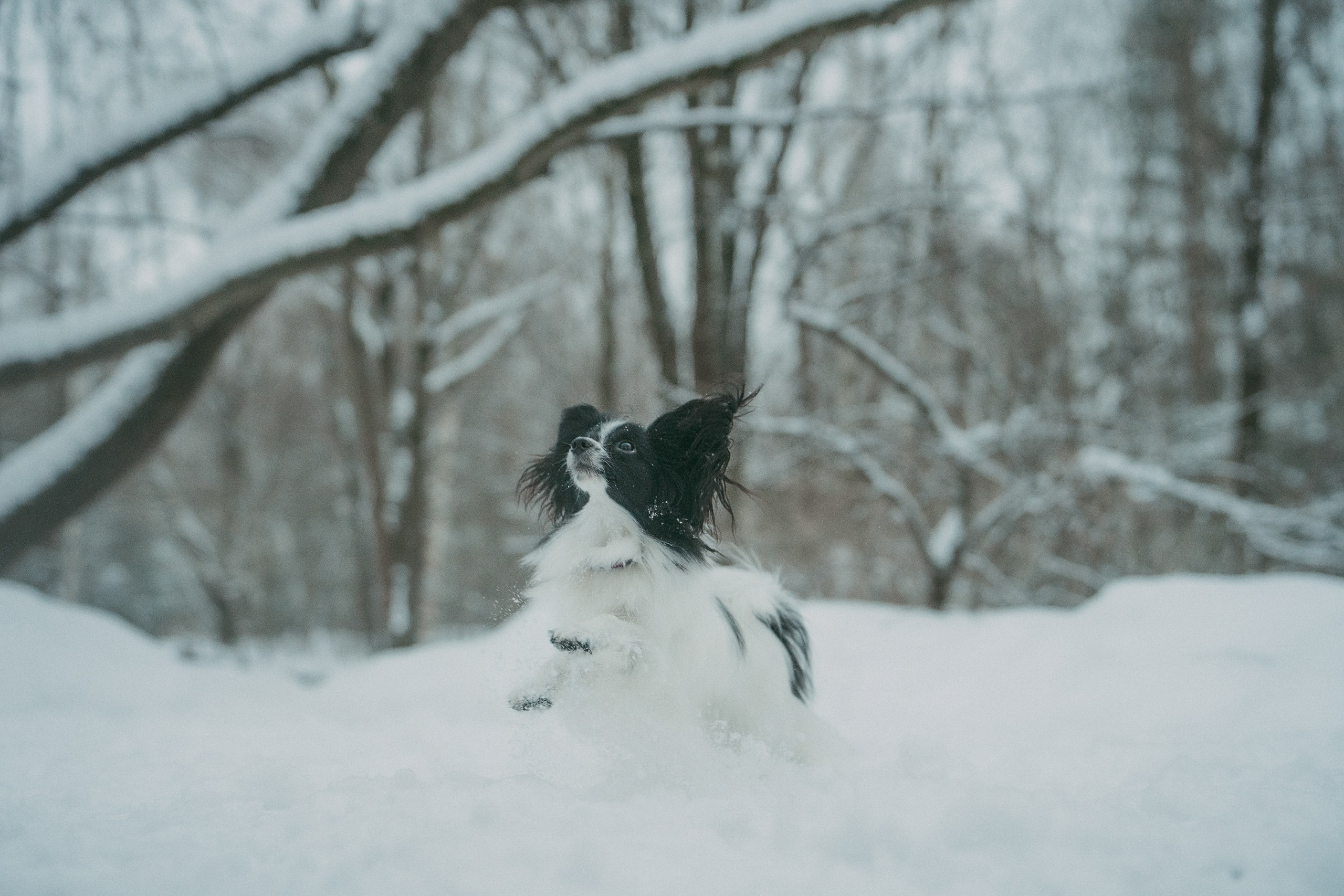 Альбина и Амелия. Фотограф анималист в Москве и Санкт-Петербурге Свиридова Анна