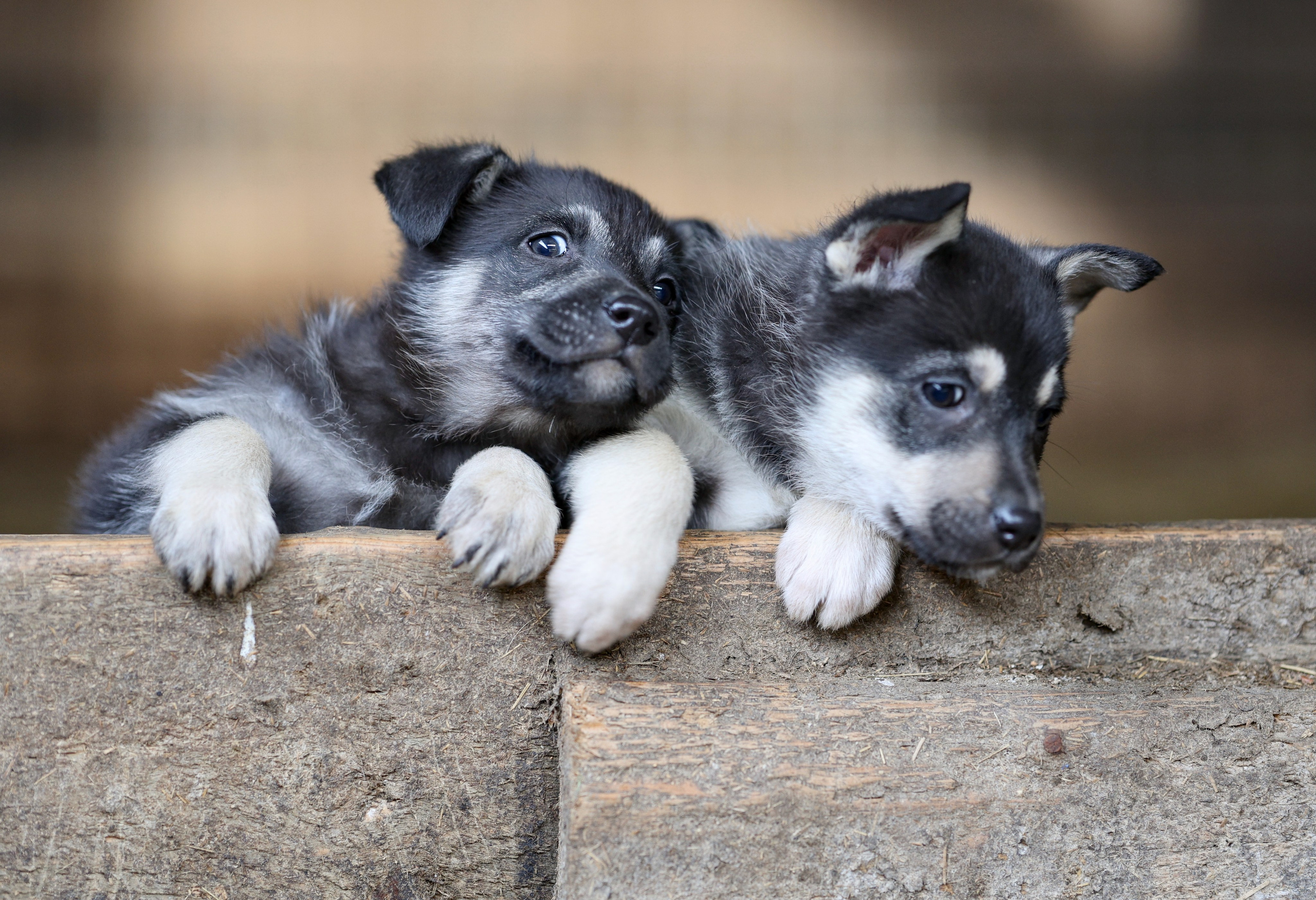 Щенки. Фотограф Максим Татаринов