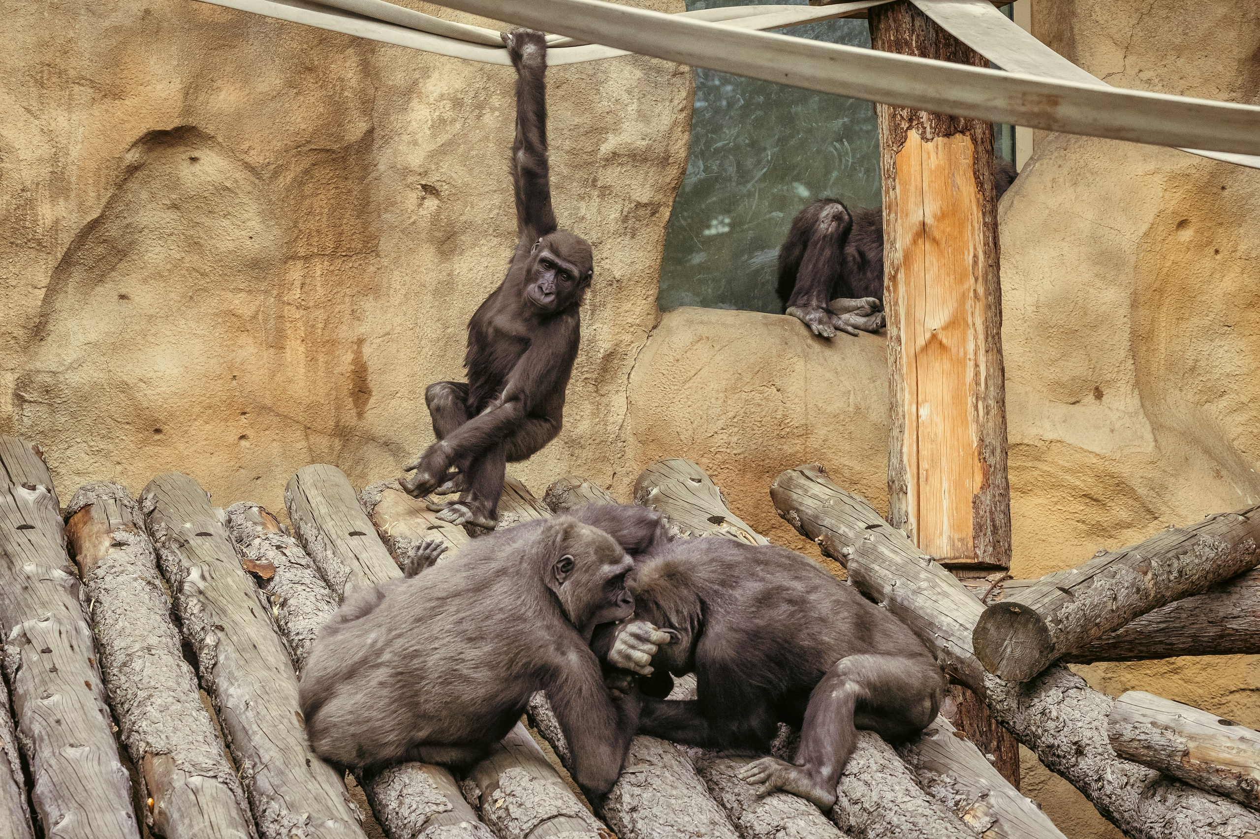 Зоопарк. Photomantis