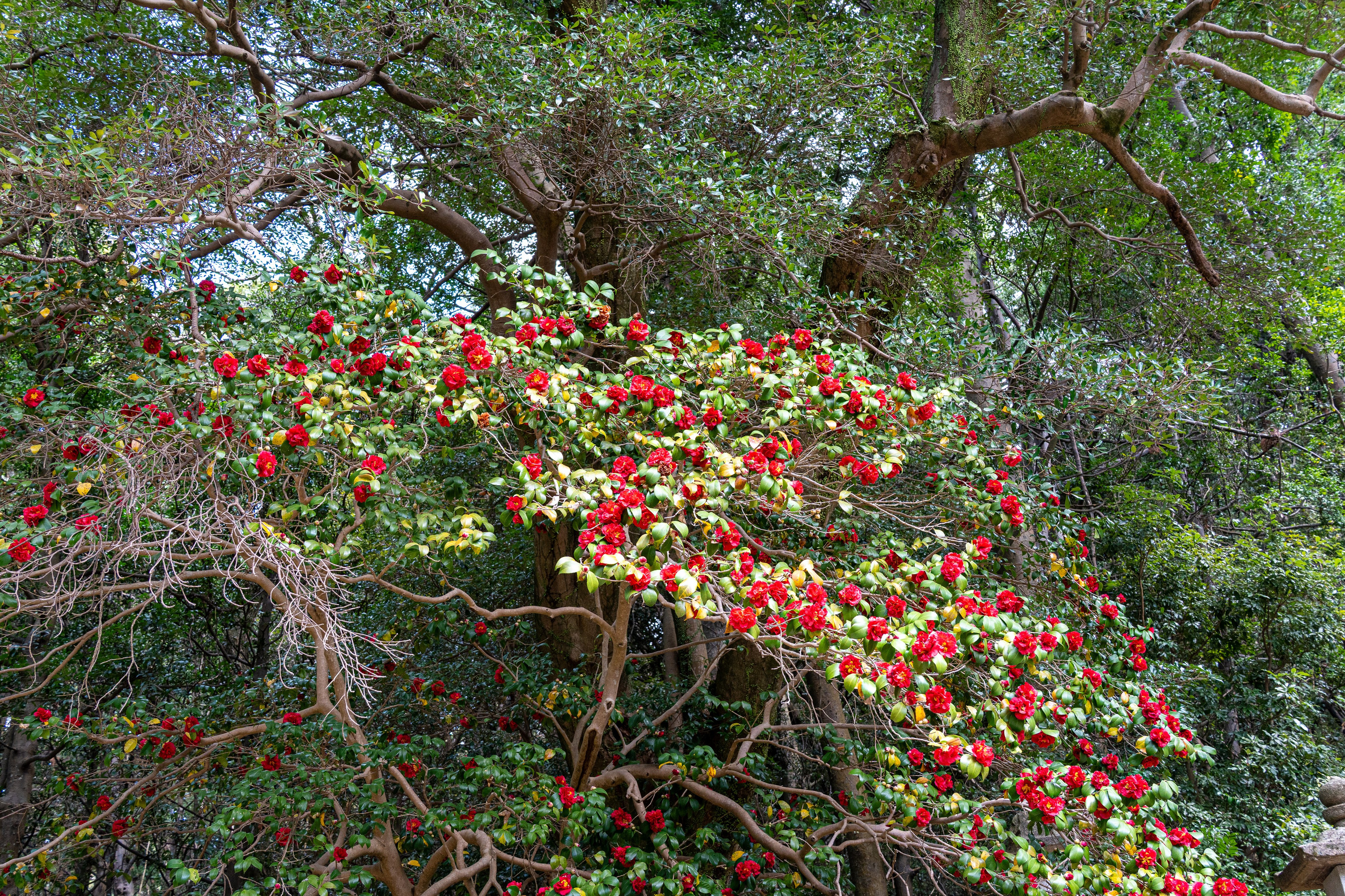 Япония, сакура. Творческие сьемки