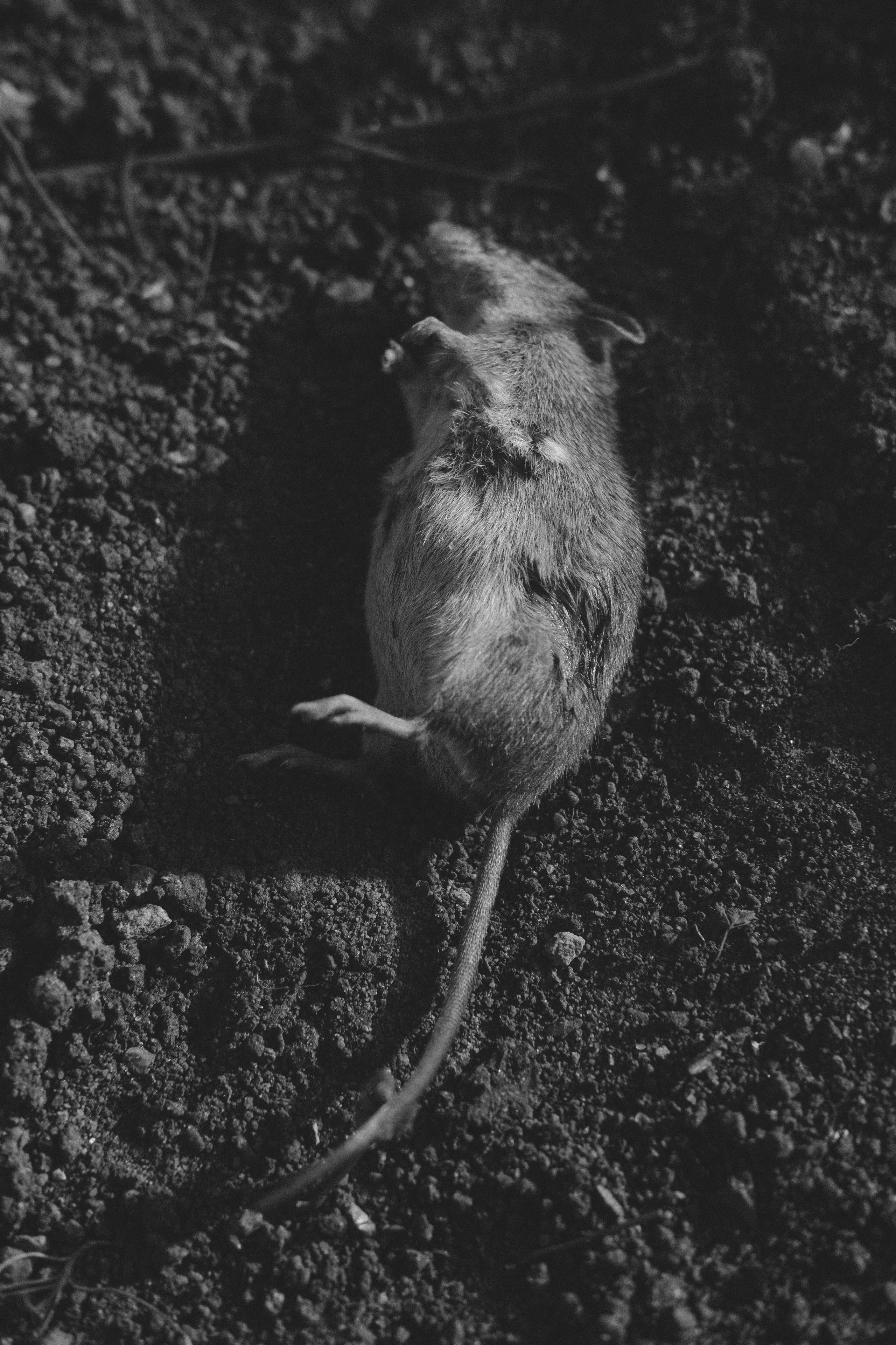 Жизнь сада. Works